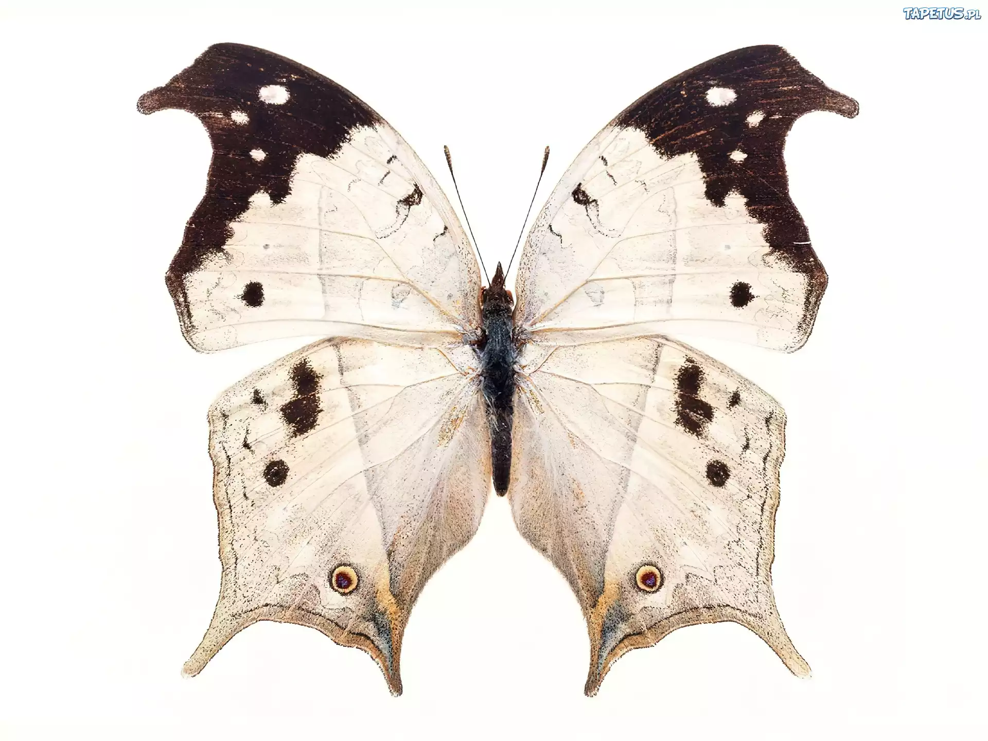 Biało, Brązowy, Motyl