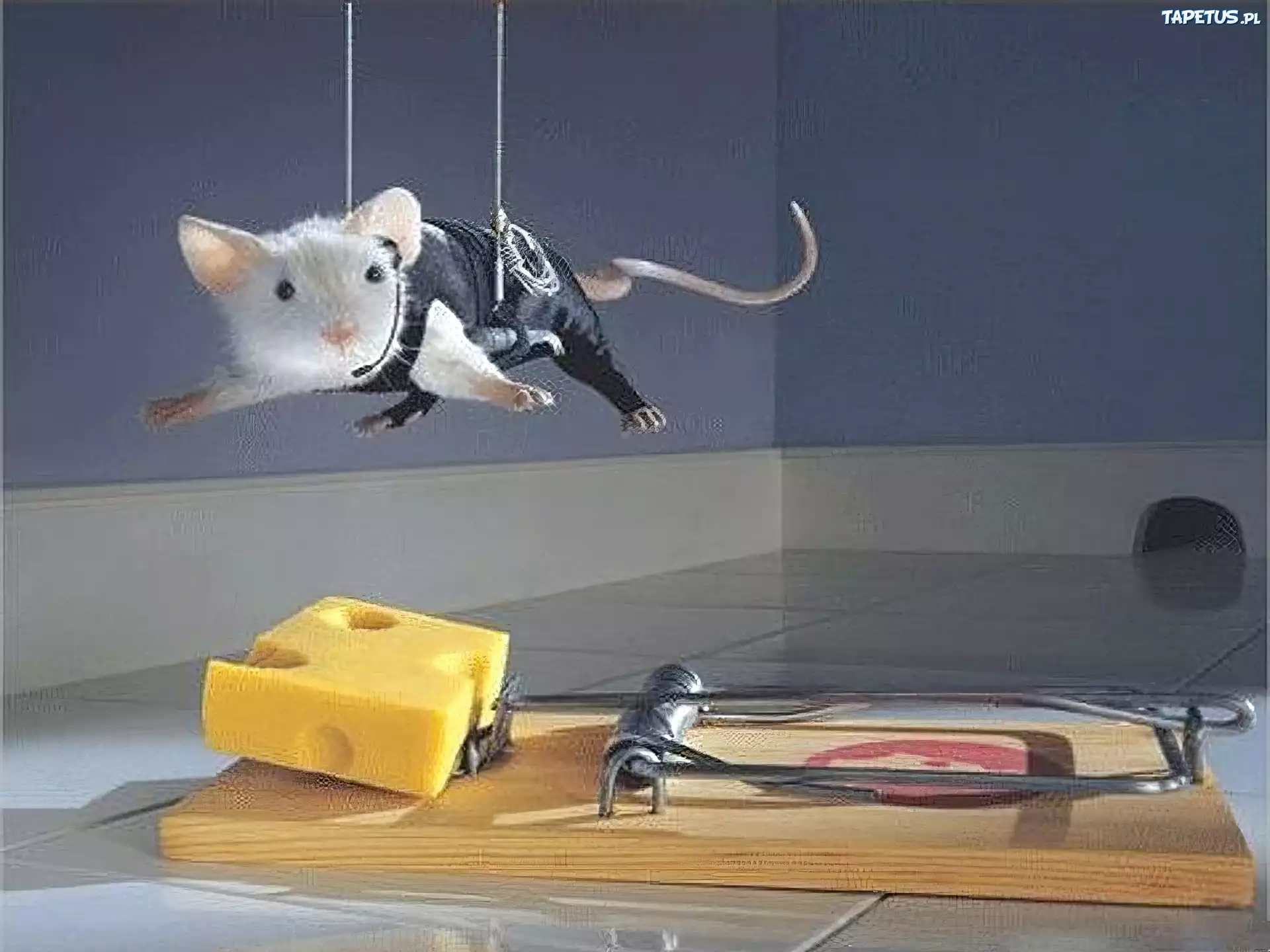 Коты против мышей. Мышь в мышеловке. Мышь юмор. Смешная мышь. Мышь в мышеловке с сыром.