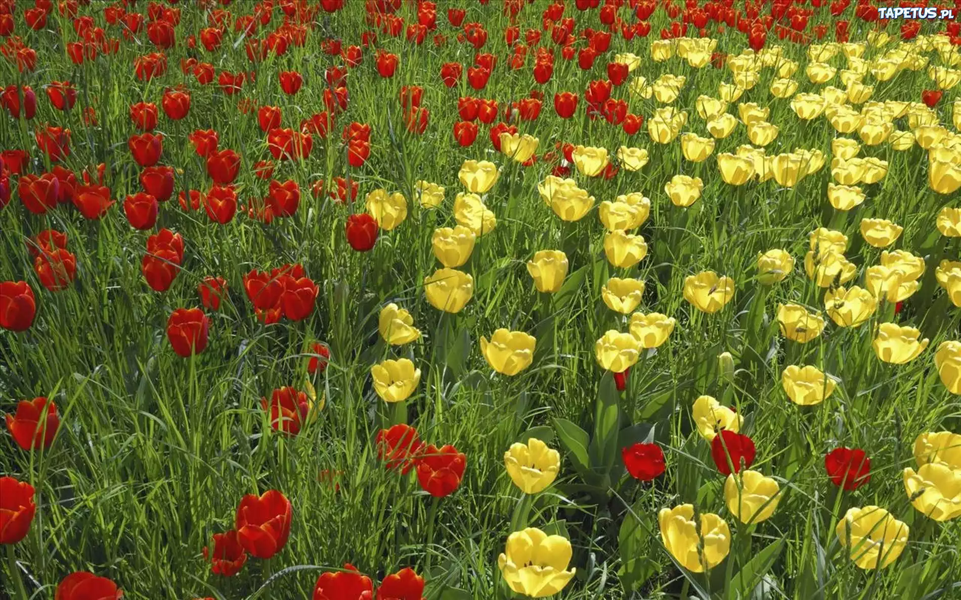 Czerwone, Żółte, Tulipany
