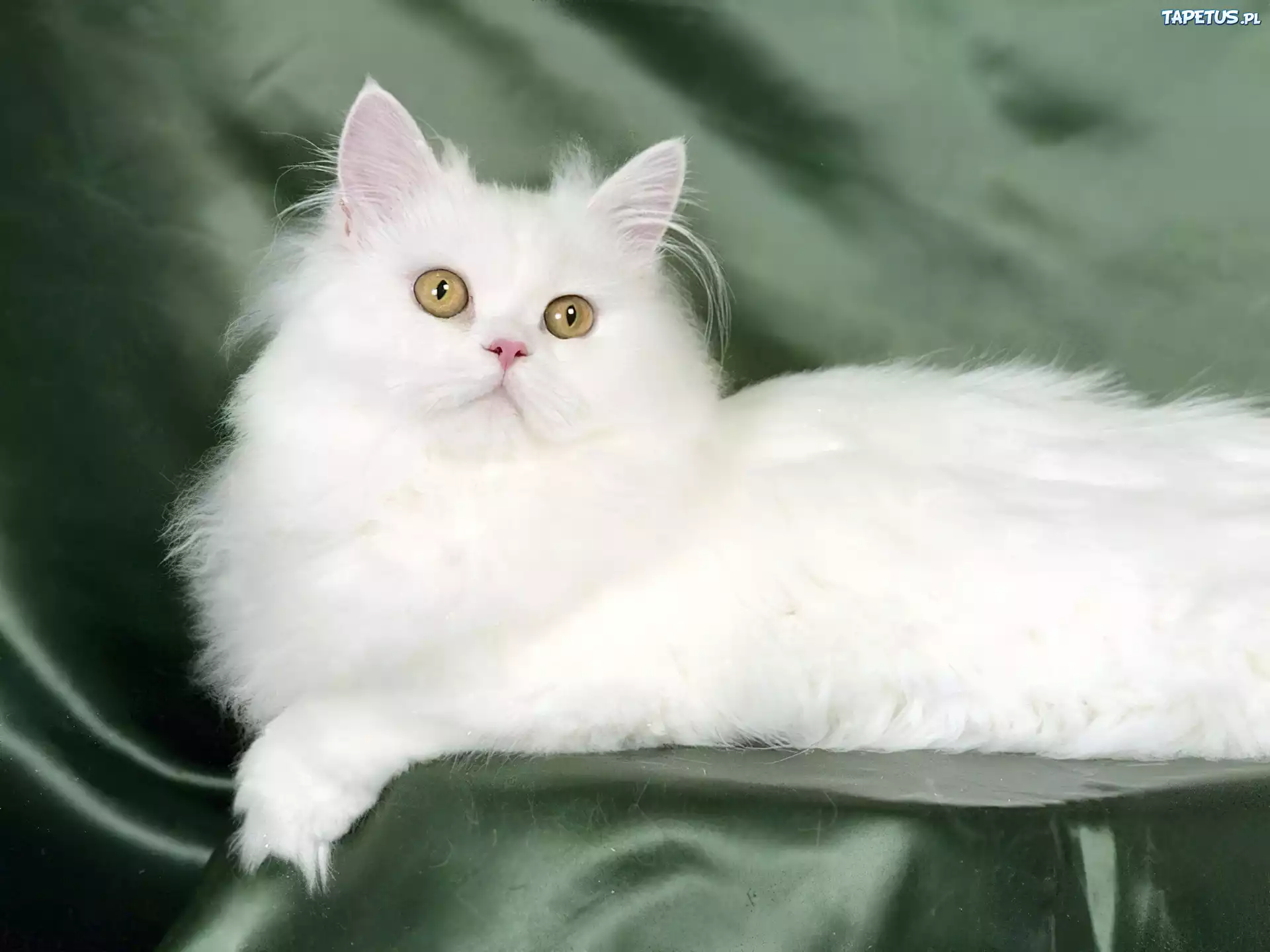 Biały, turecka angora