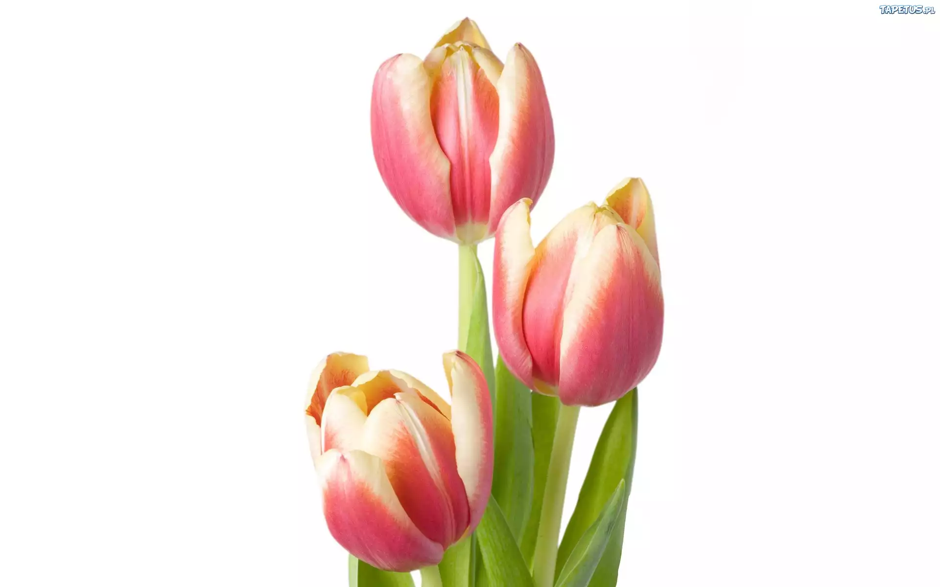 Trzy, Różowe, Tulipany