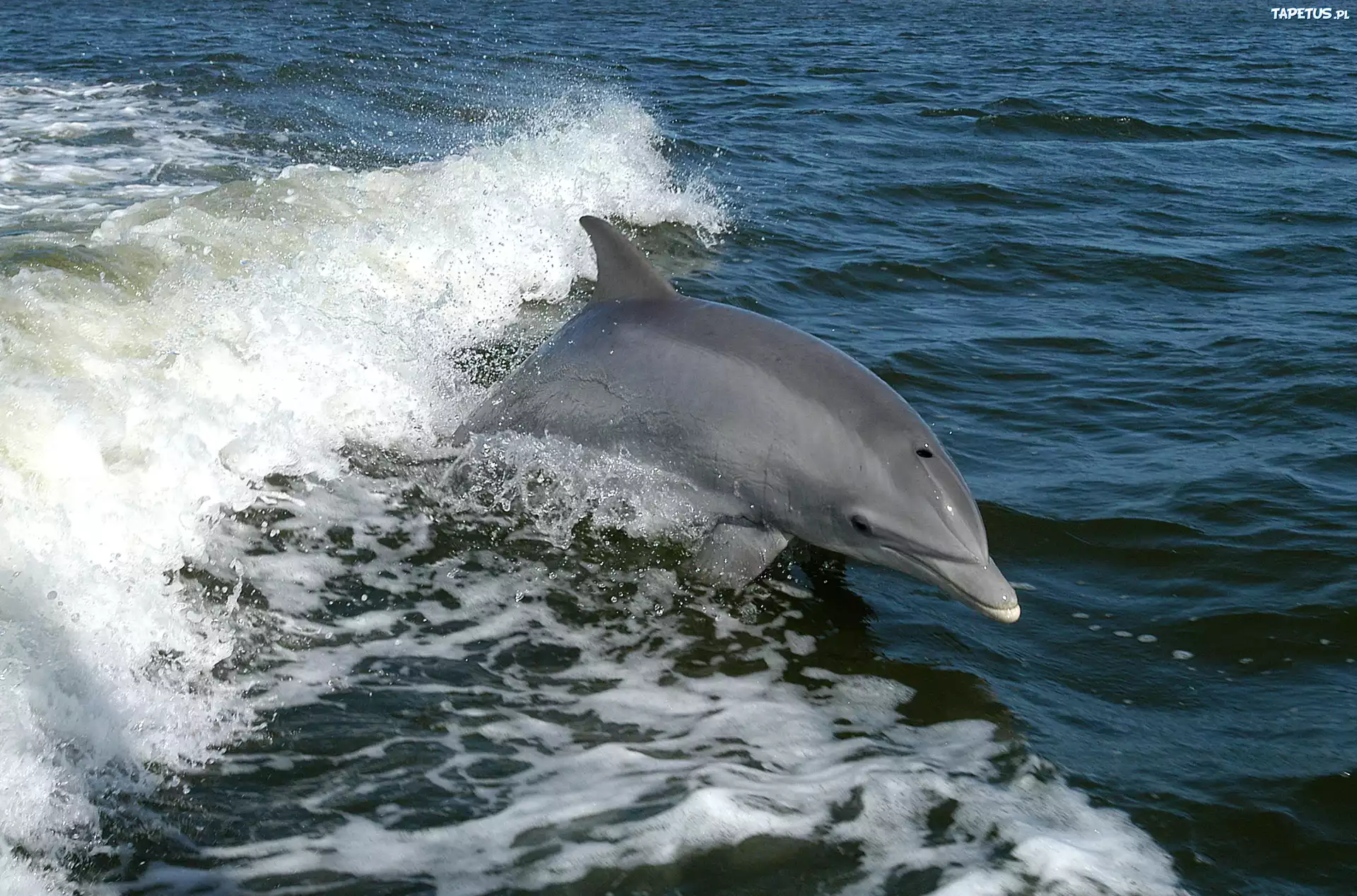 Delfin, Morze, Fala