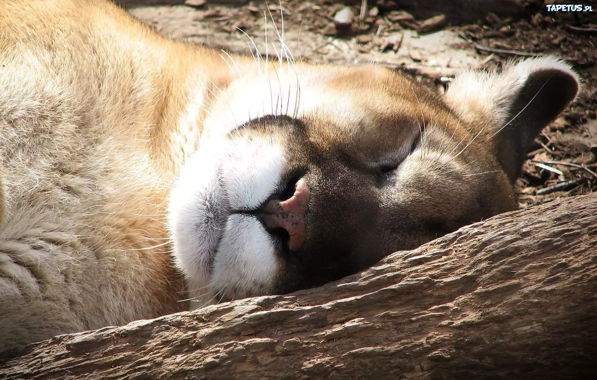 Śpiąca, Puma