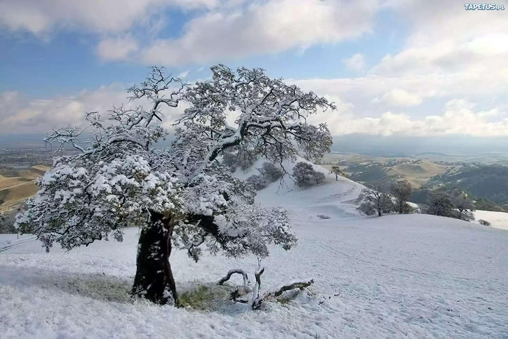 Śnieg, Drzewo, Wzgórze