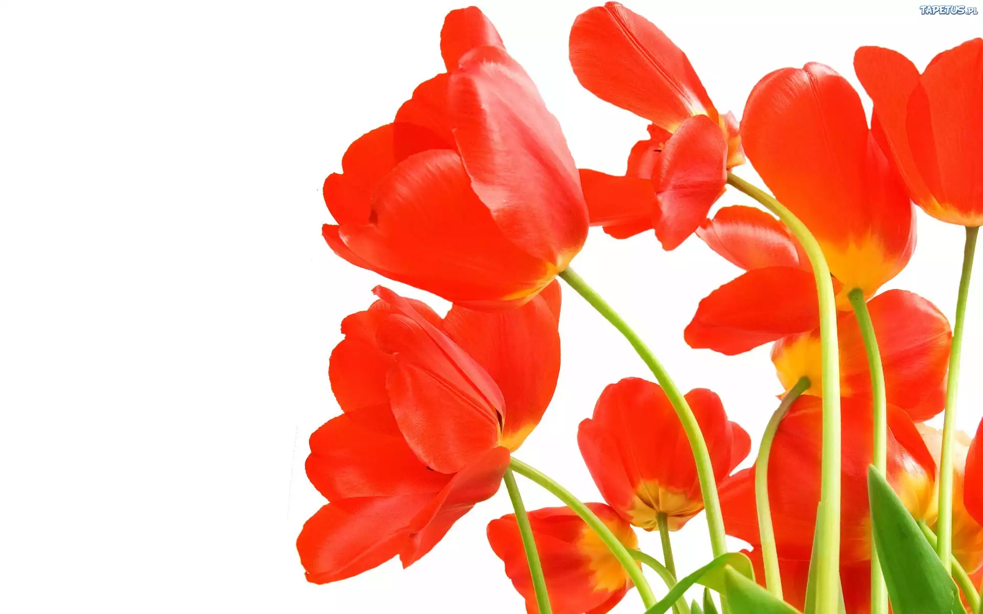 Czerwone, Rozwinięte, Tulipany