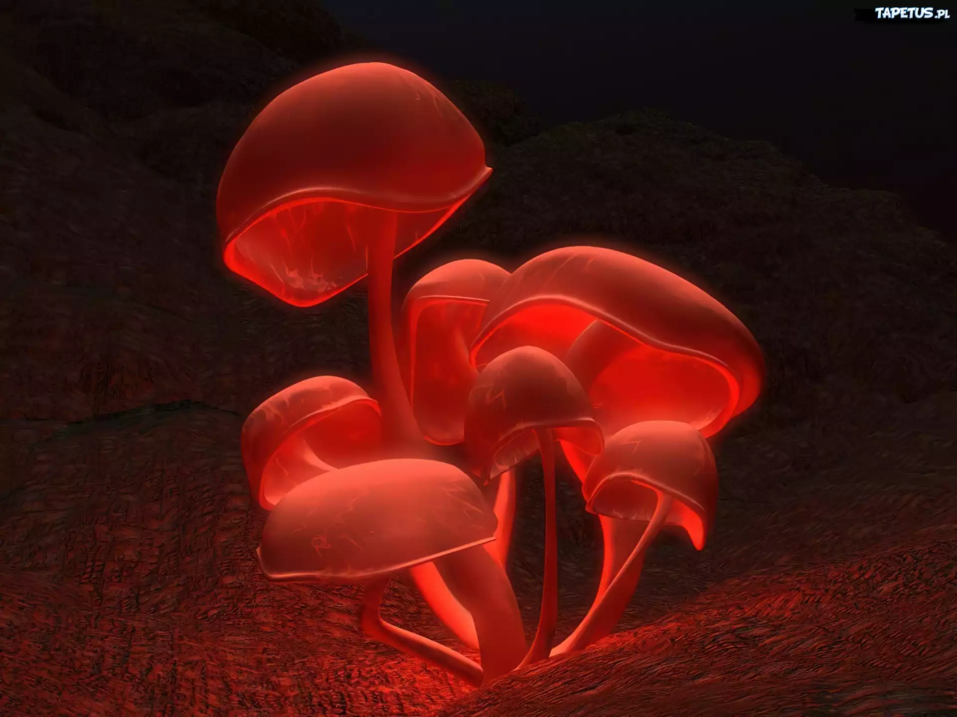 Grzyby, 3D