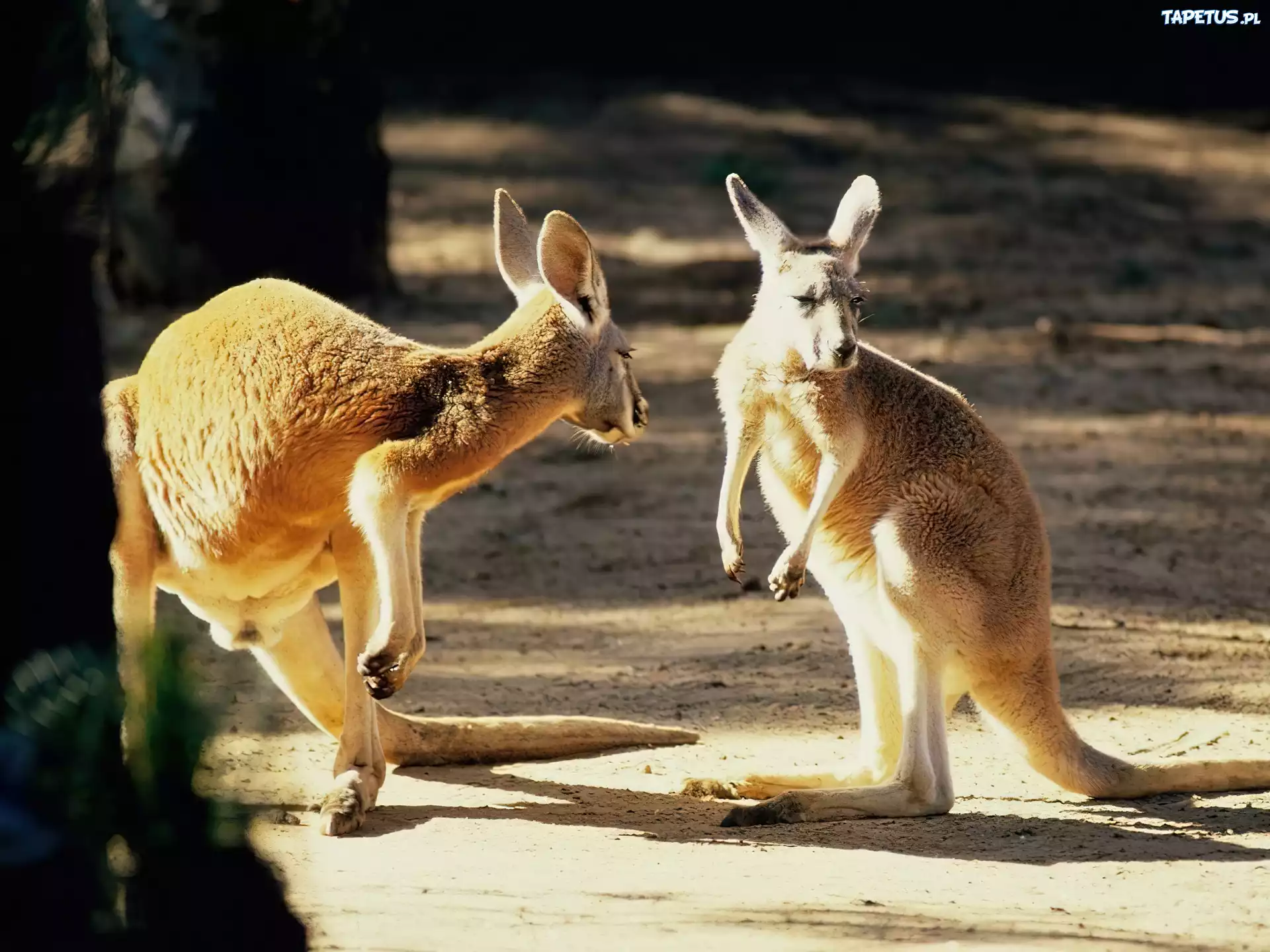 Dwa, Kangury, ZOO