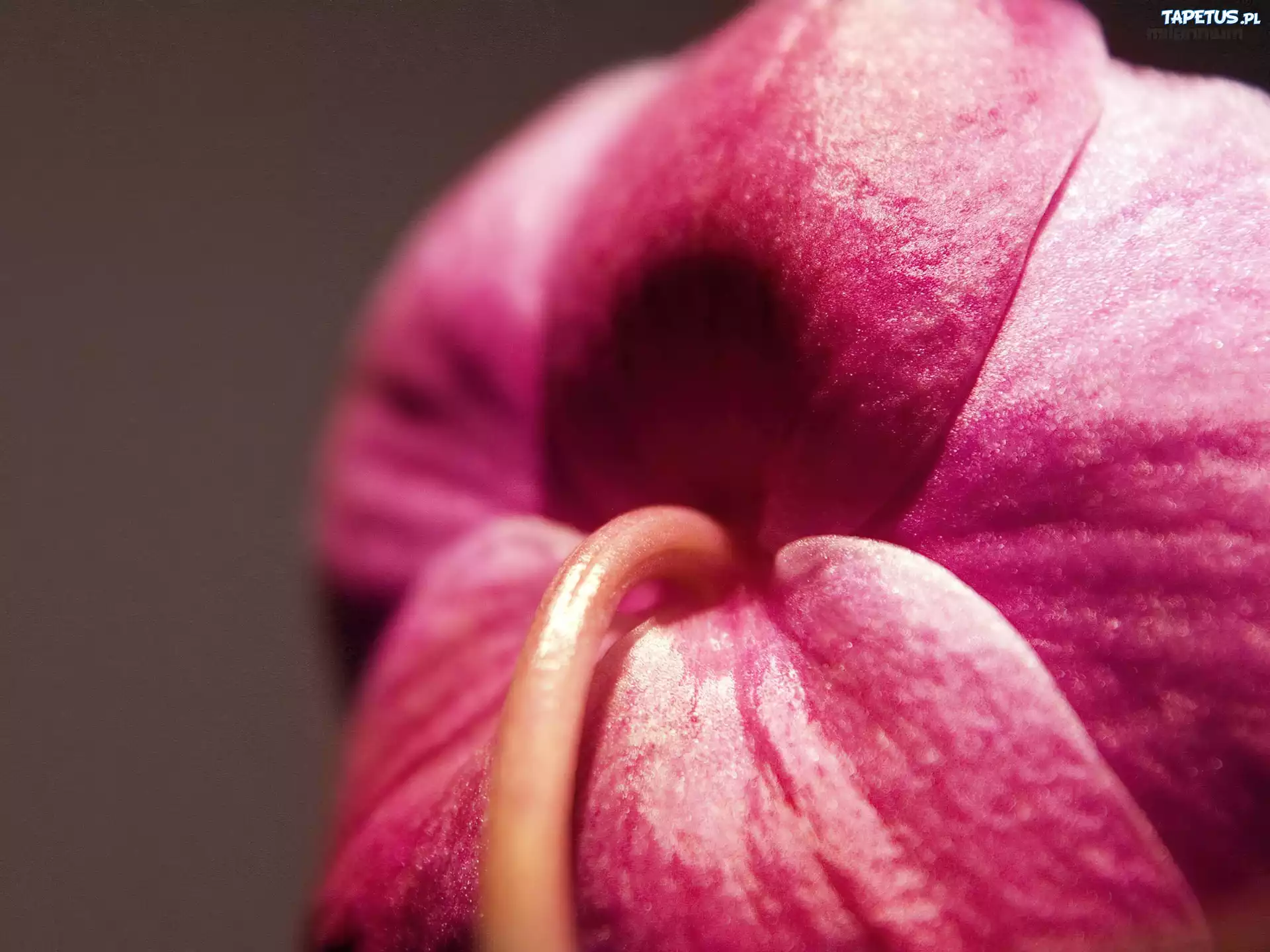 Różowa, Orchidea, Makro
