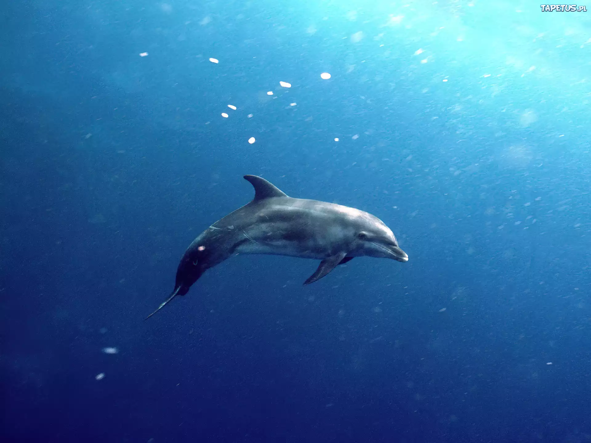 Delfin