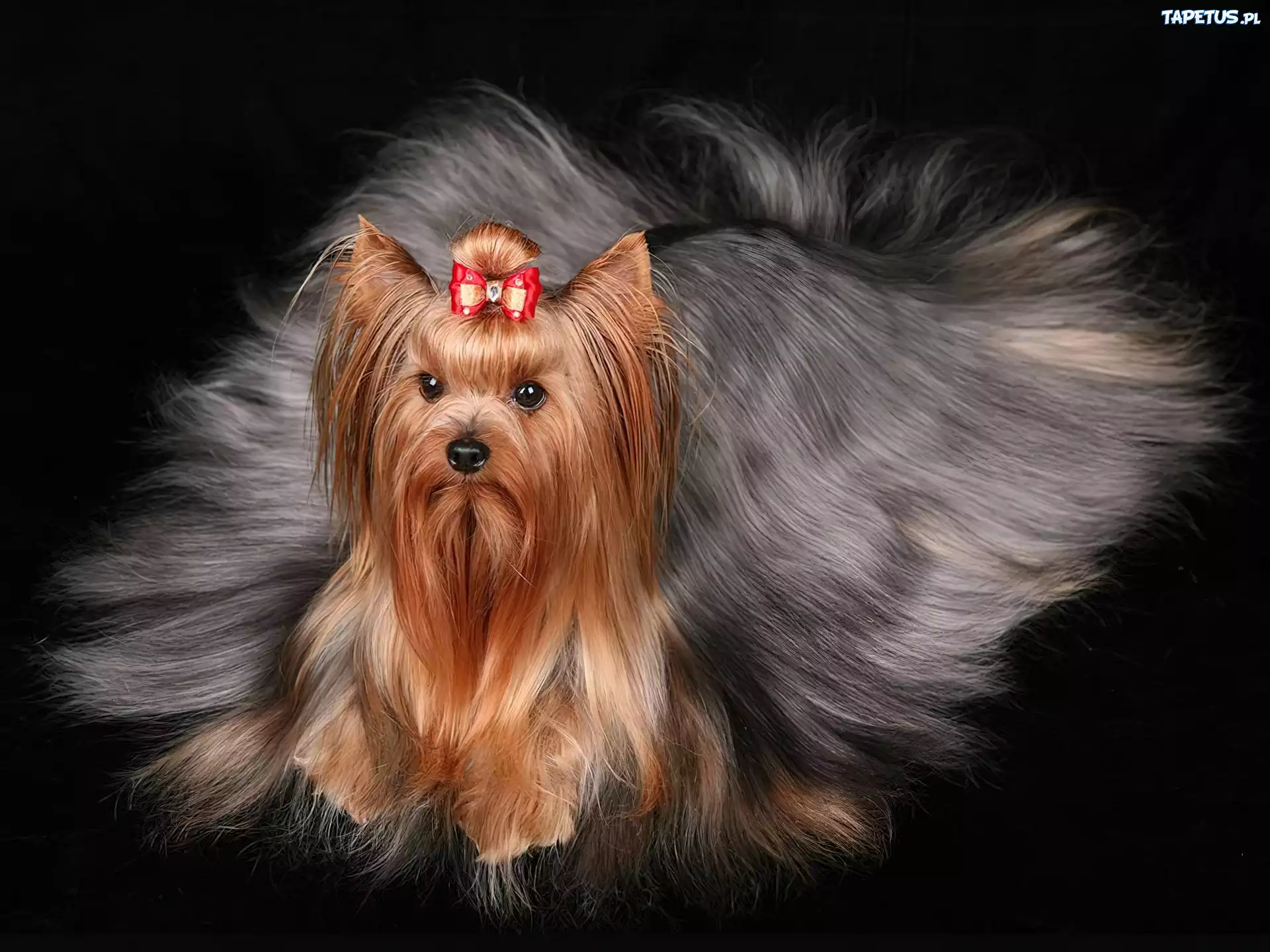 Yorkshire Terrier, Długa, Sierść