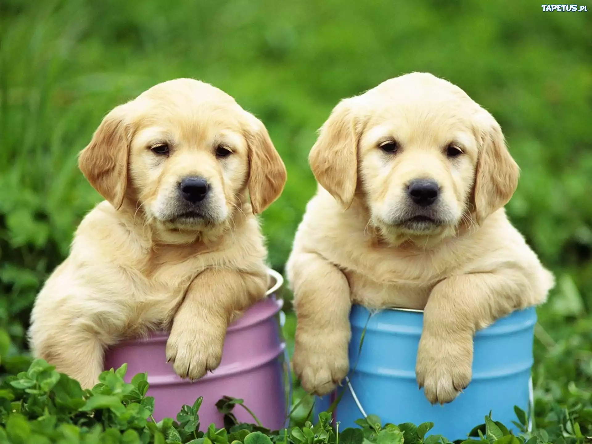 Golden Retriever, Wiaderka