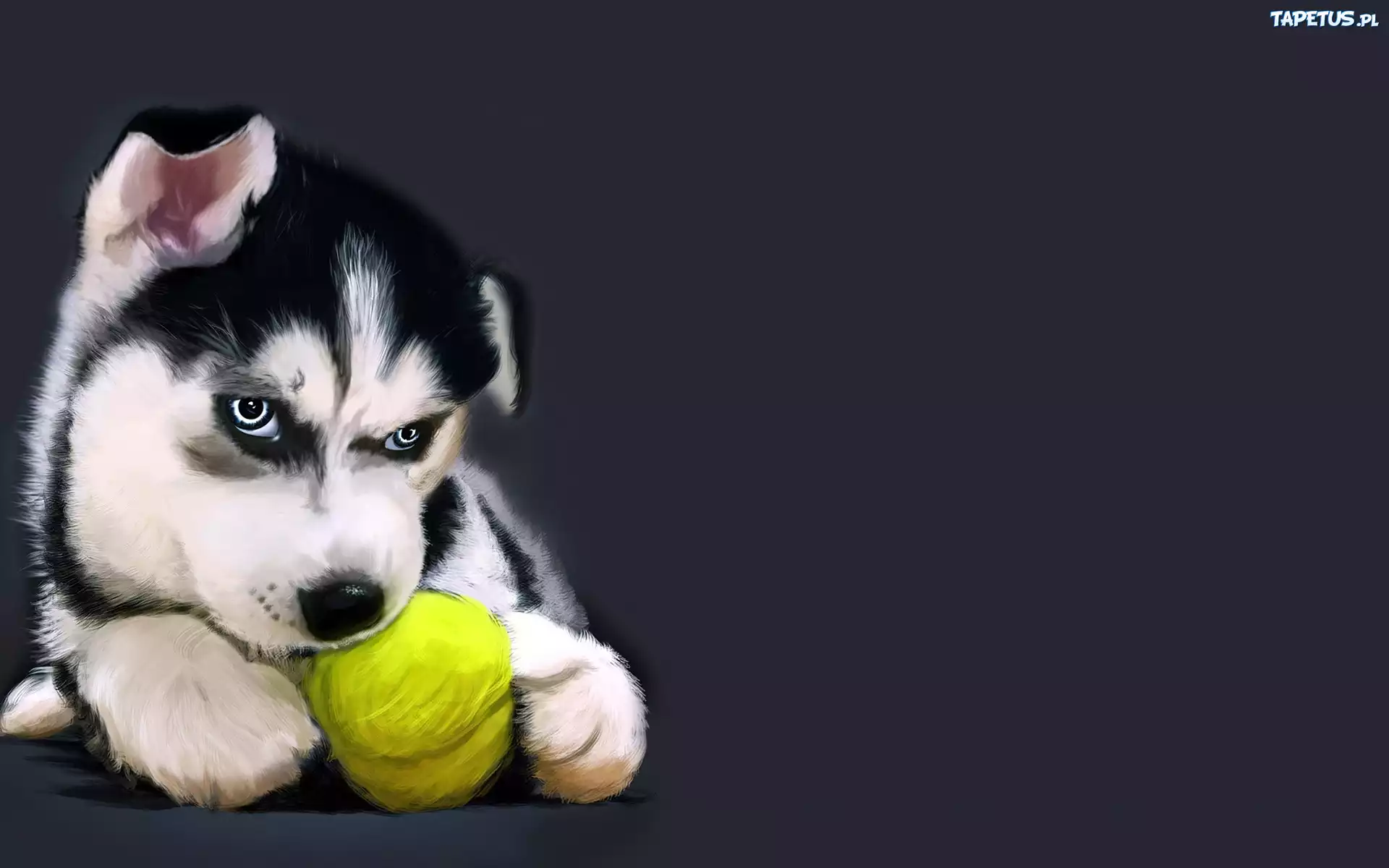 Alaskan Malamute, Grafika
