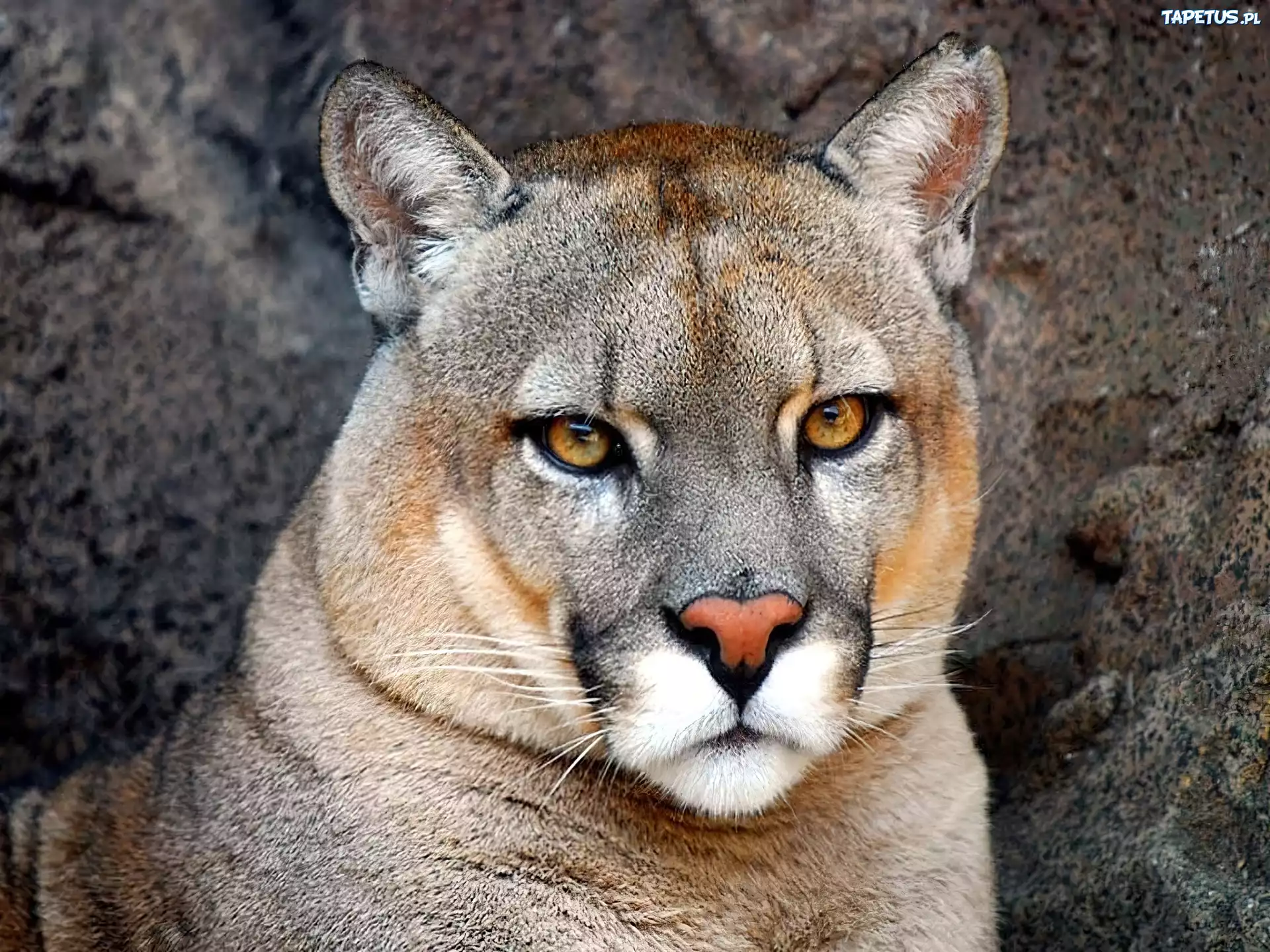 Puma, Sierść
