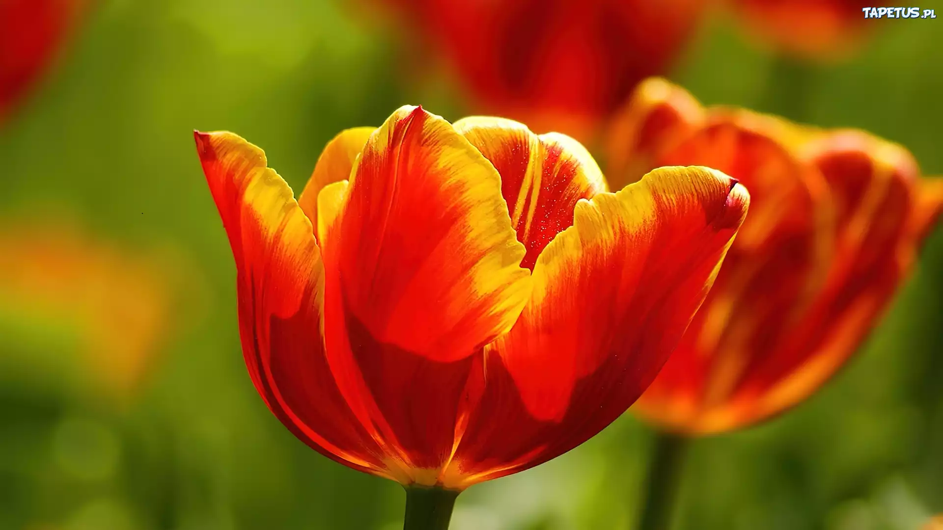 Dwa, Czerwonożółte, Tulipany