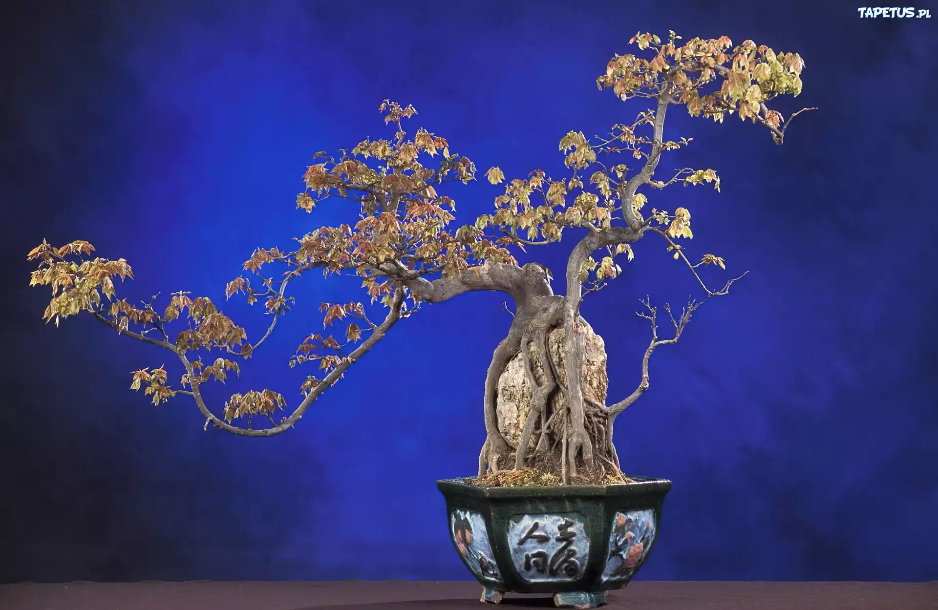 Doniczka, Drzewko, Bonsai