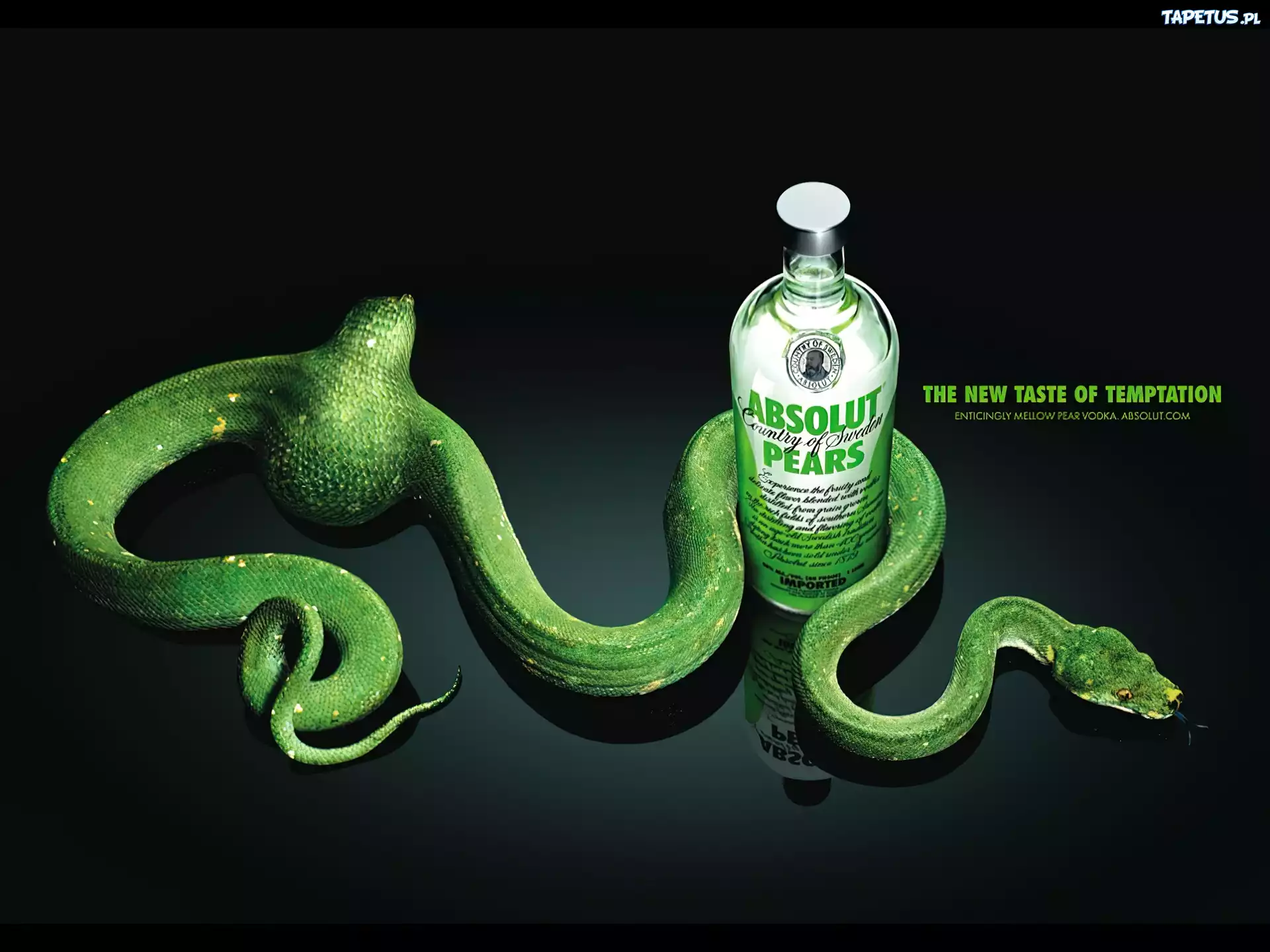 Wódka, Absolut, Zielony, Wąż
