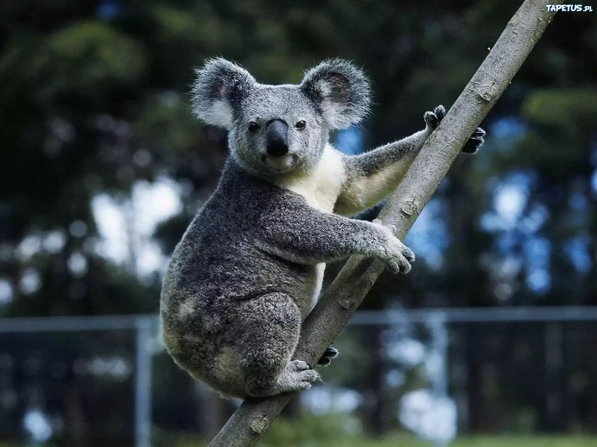 Szary, Misiek, Koala, Gałąź