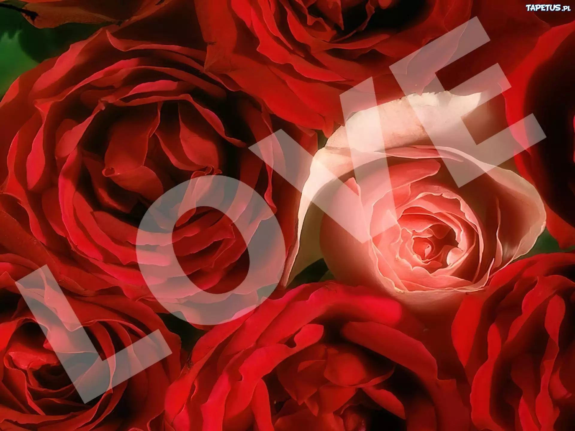Pąki, Róż, Love