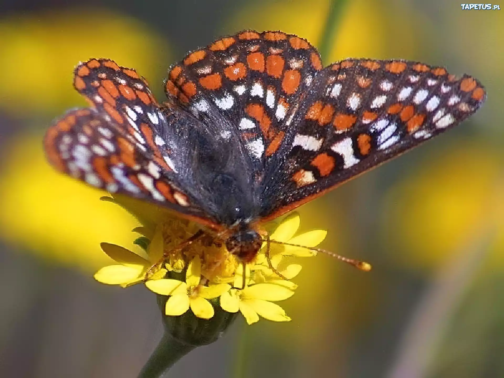 Motyl, Żółte, Kwiatki