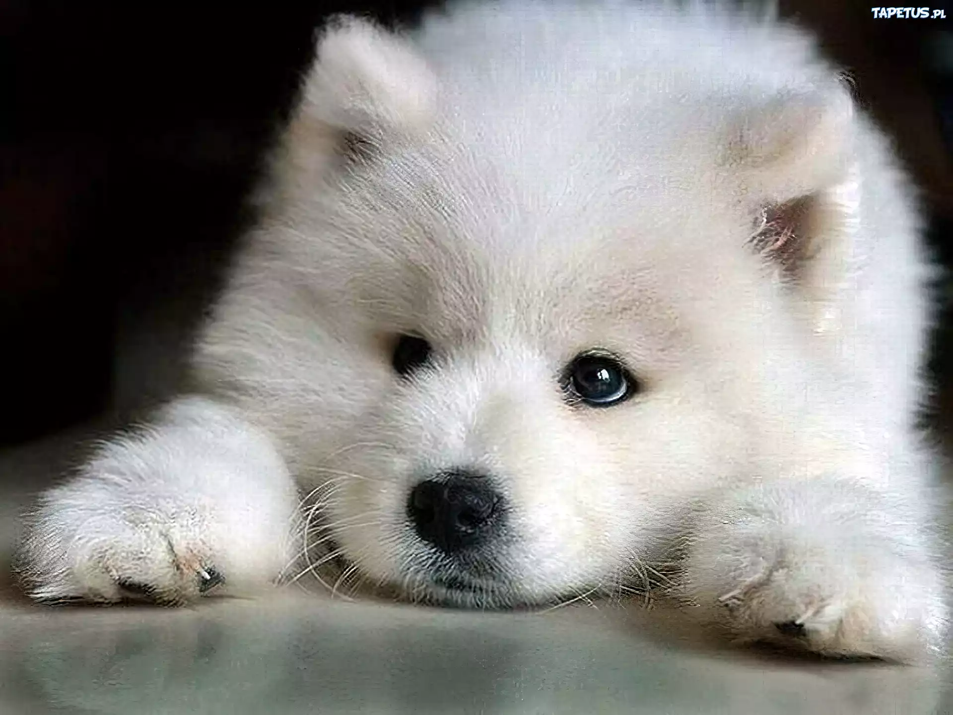 Biały, Piesek, Samojed