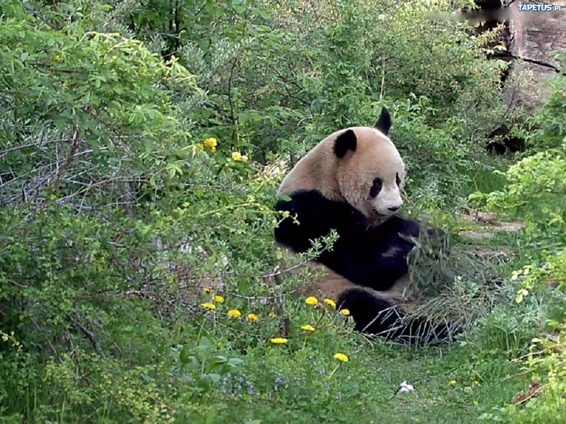 Miś, Panda, Zielony, Gąszcz