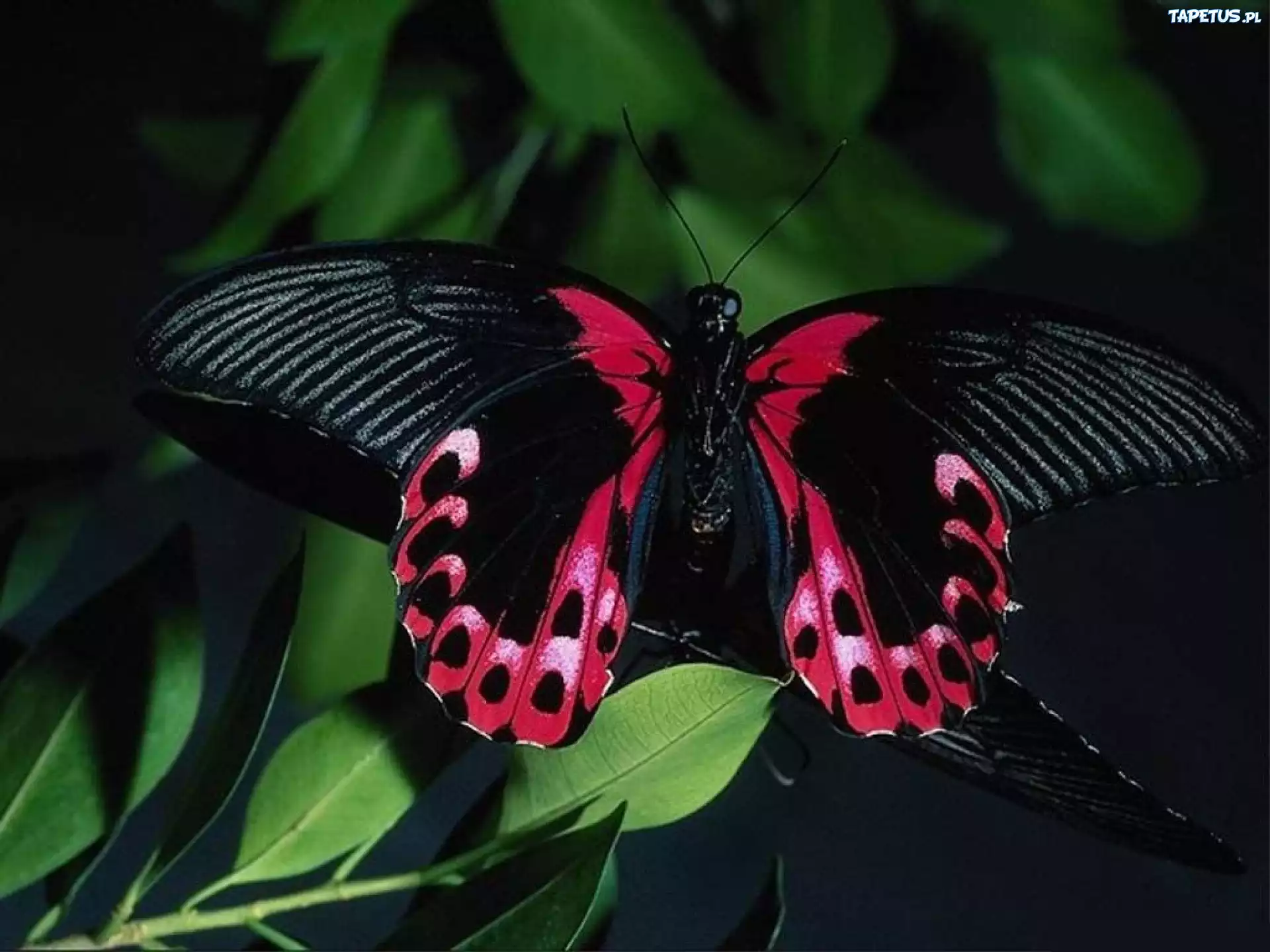 Piękny, Czarno, Różowy, Motyl