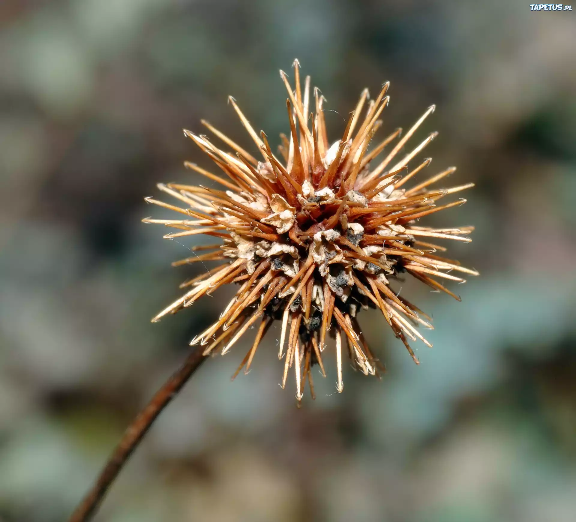 Acena Buchanana