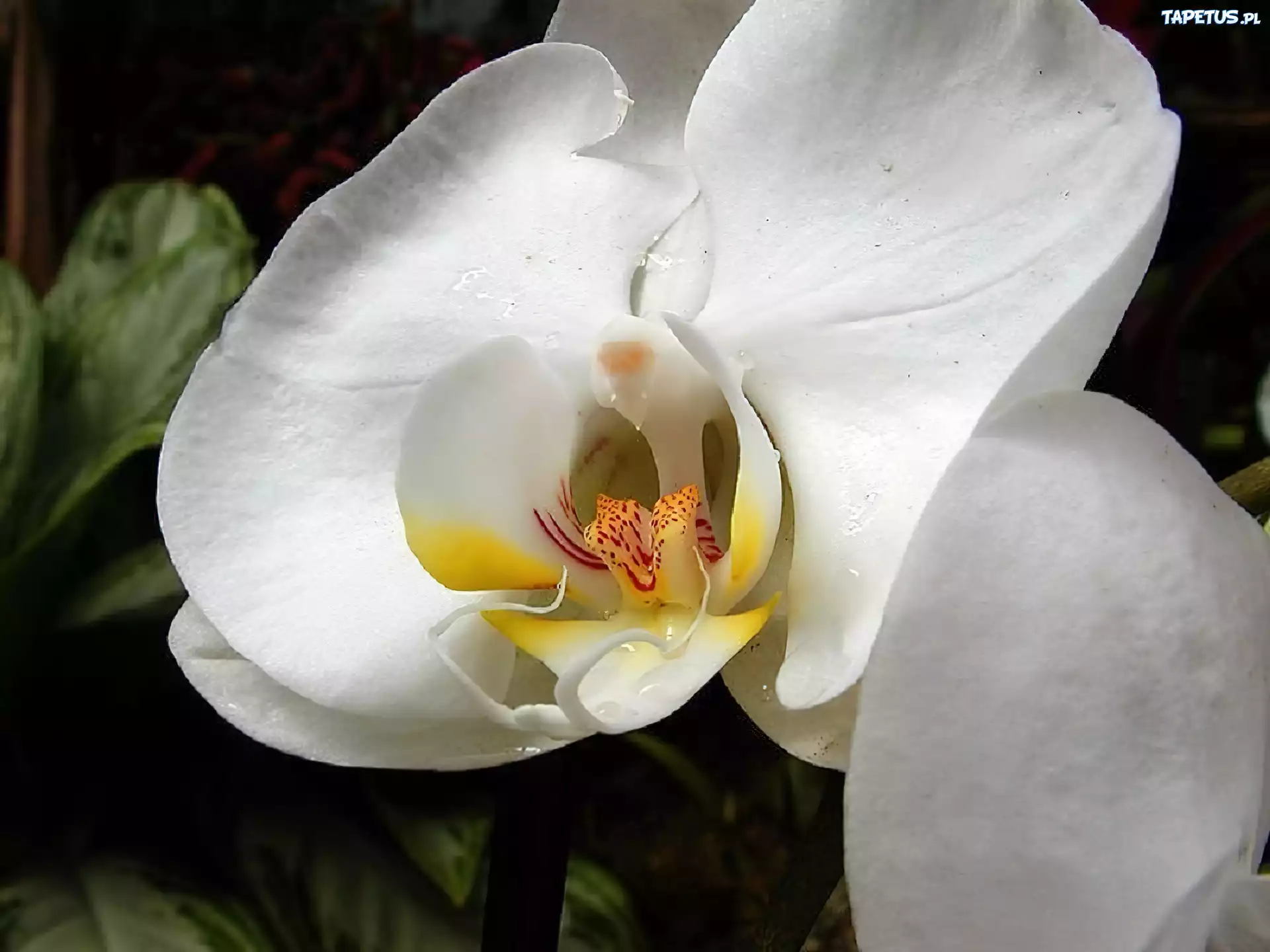 Biała, Orchidea