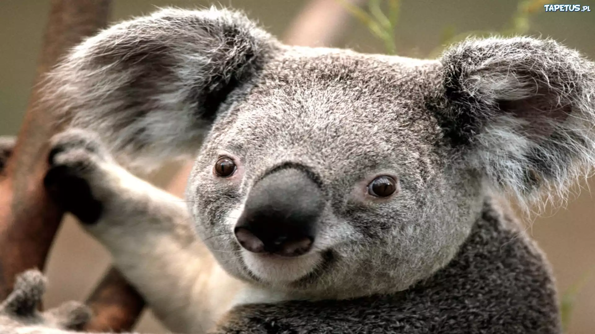 Miś, Koala, Nos, Uszy