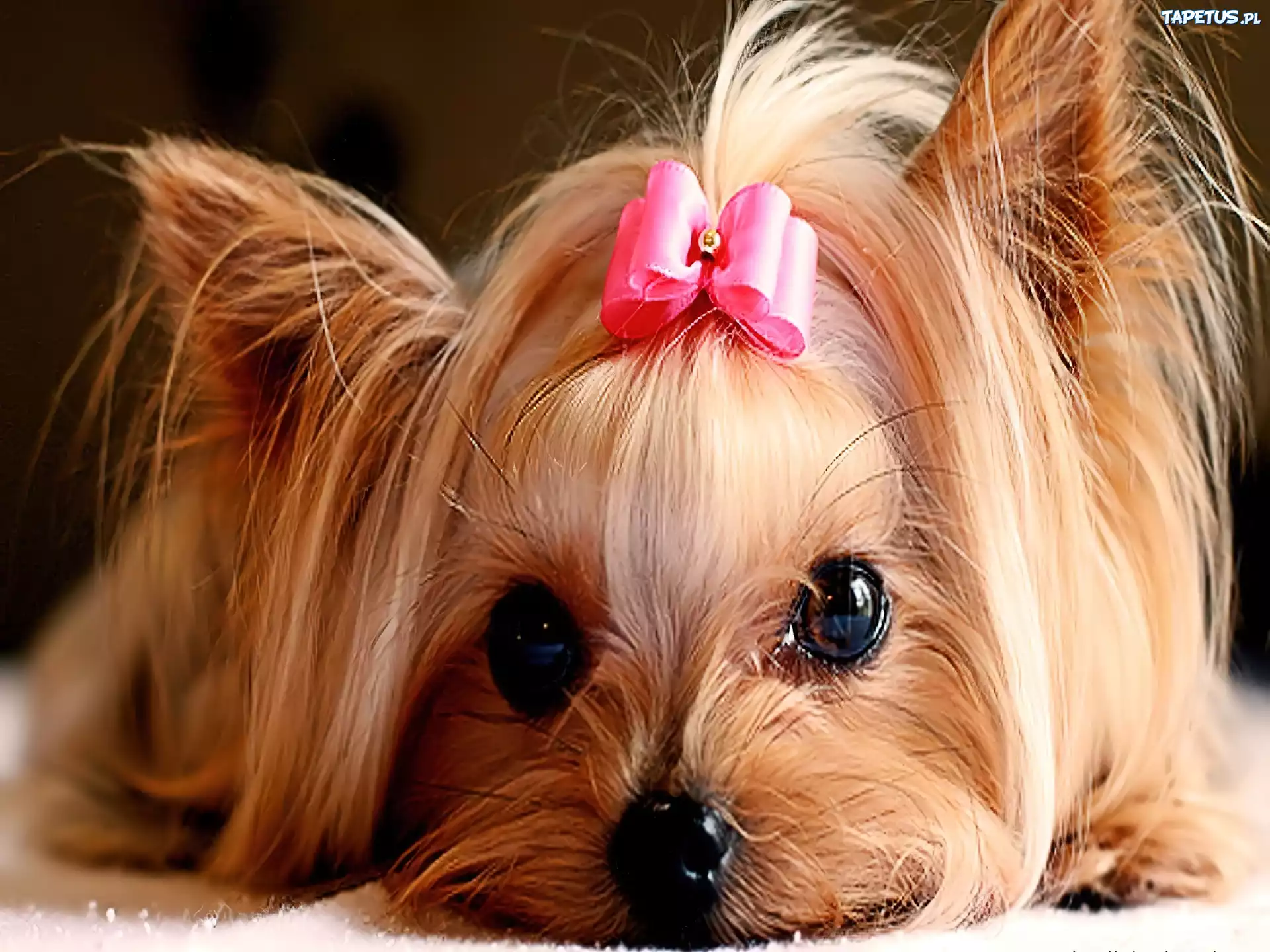 Kokardka, Yorkshire Terrier