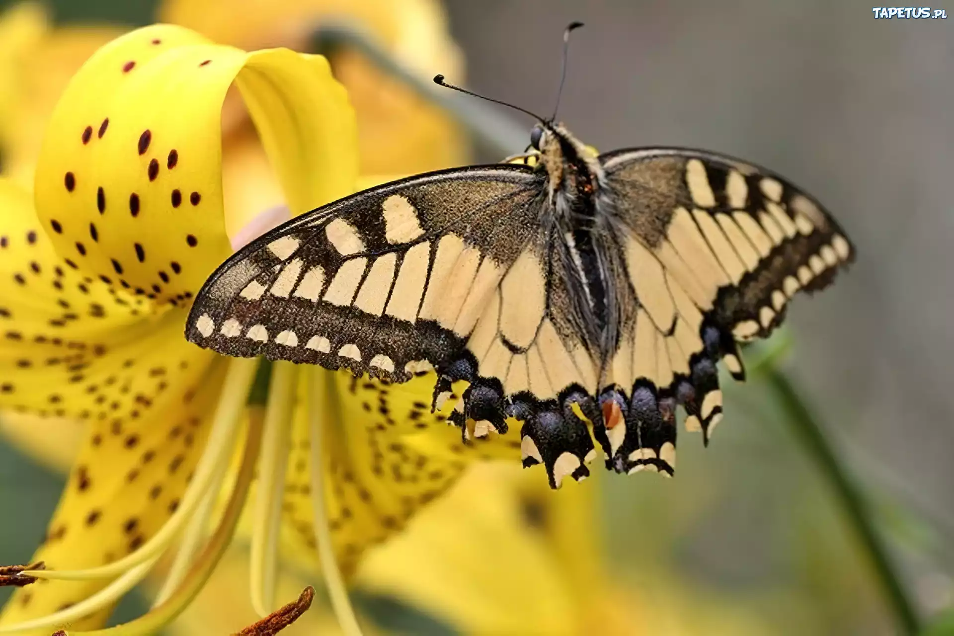 Motyl, Lilia tygrysia
