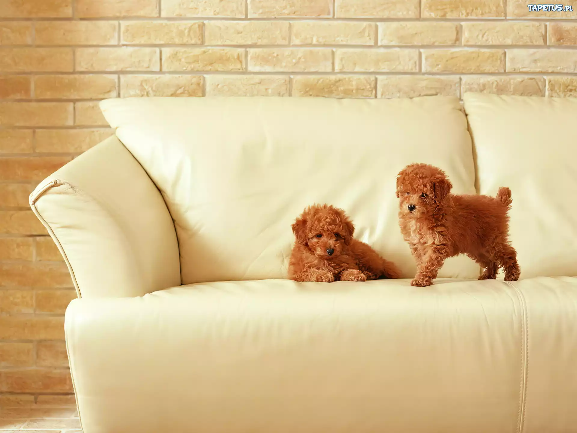 Dwa, Kudłate, Pieski, Łóżko, Bichon frise