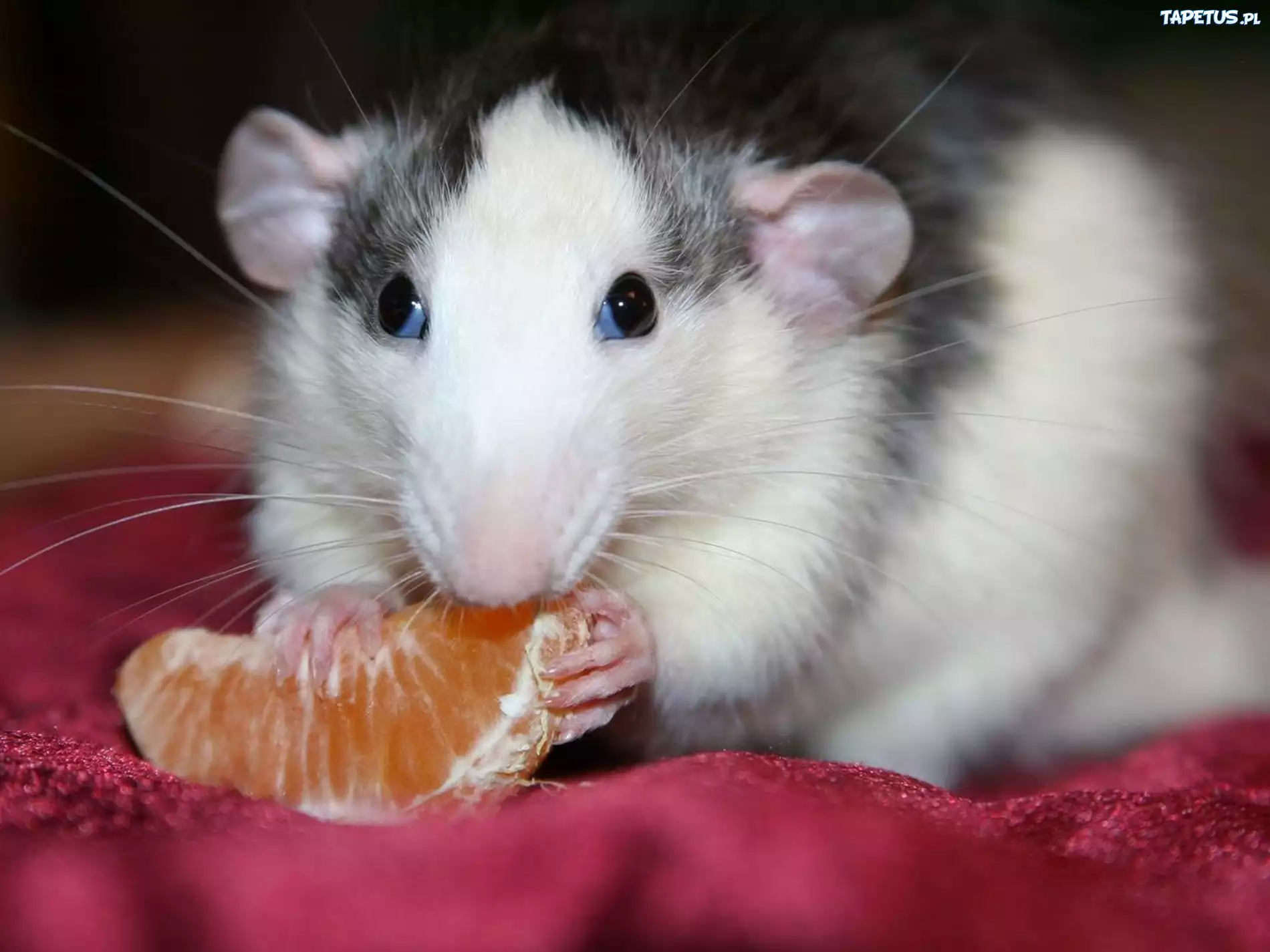Можно ли крысам мандарины. Крысы домашние. Что едят мышки. Что едят крысы. Декоративные крысы.