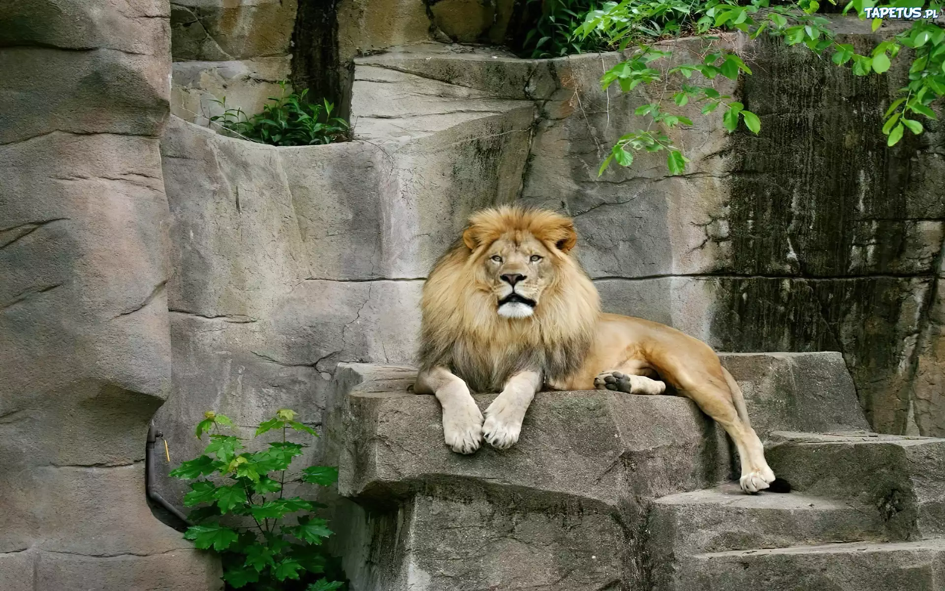 Lew, Zoo, Półka, Skalna