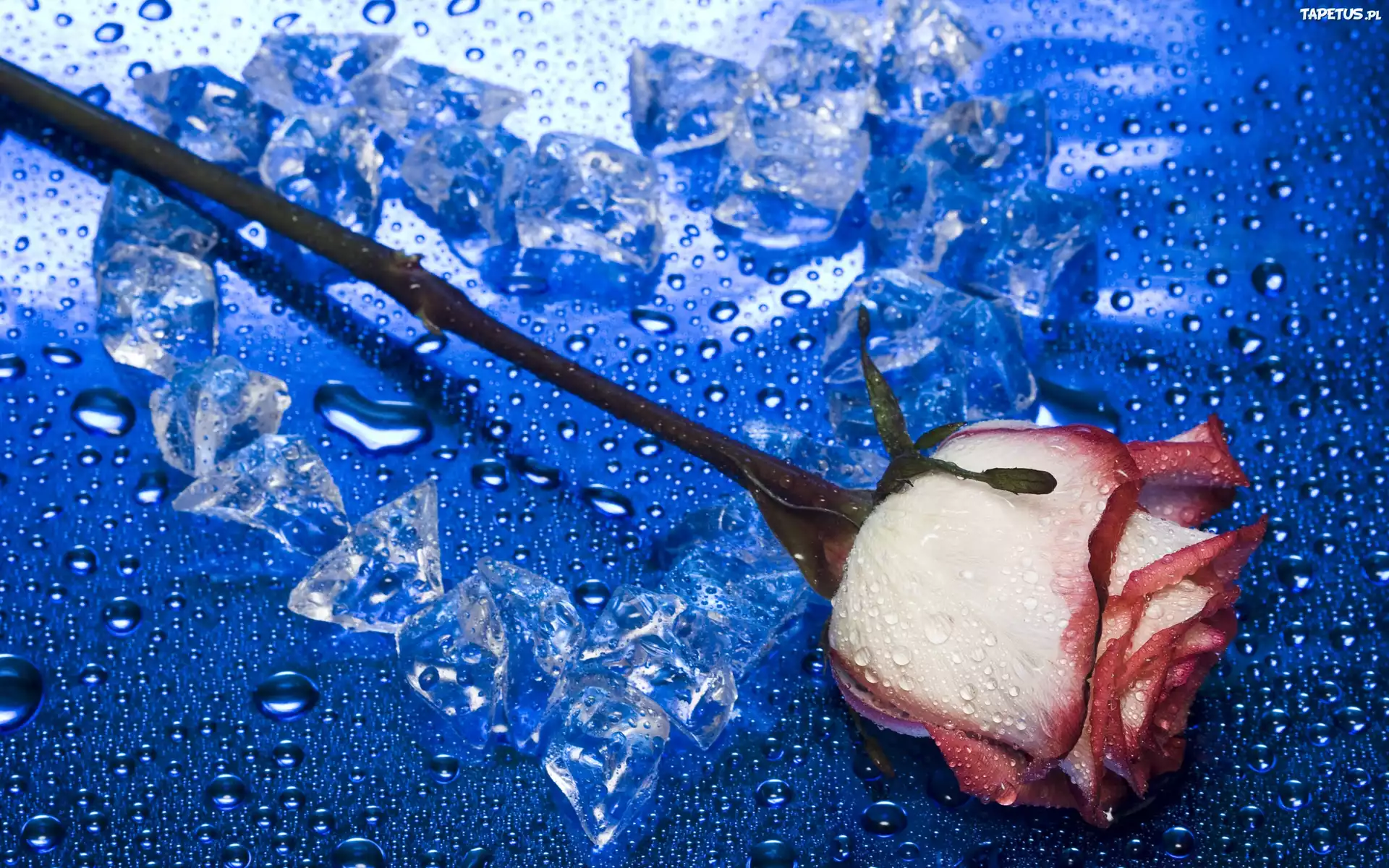 роза цветы стекло капли вода без смс