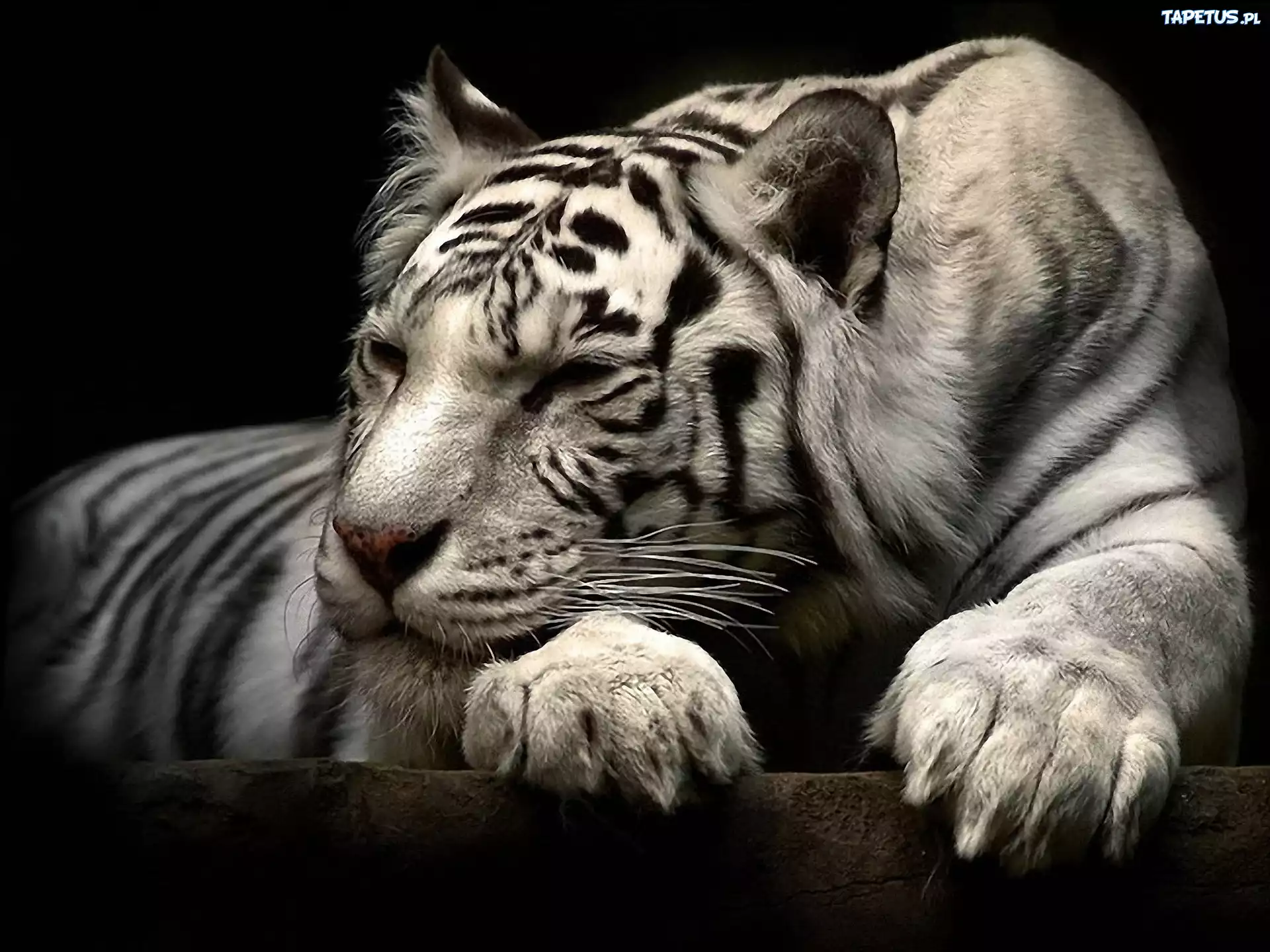 Bengalski, Tygrys