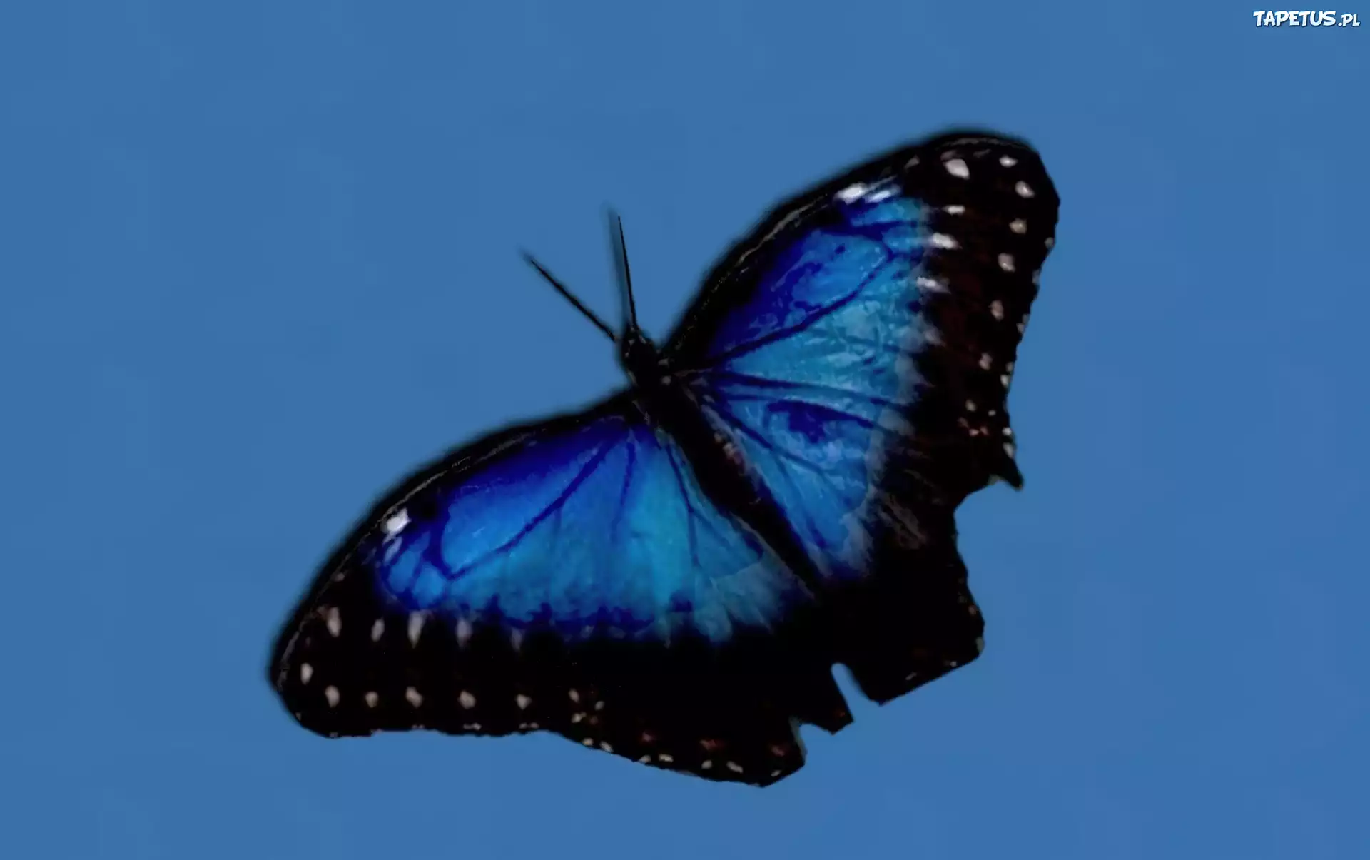 Niebiesko, Czarny, Motyl
