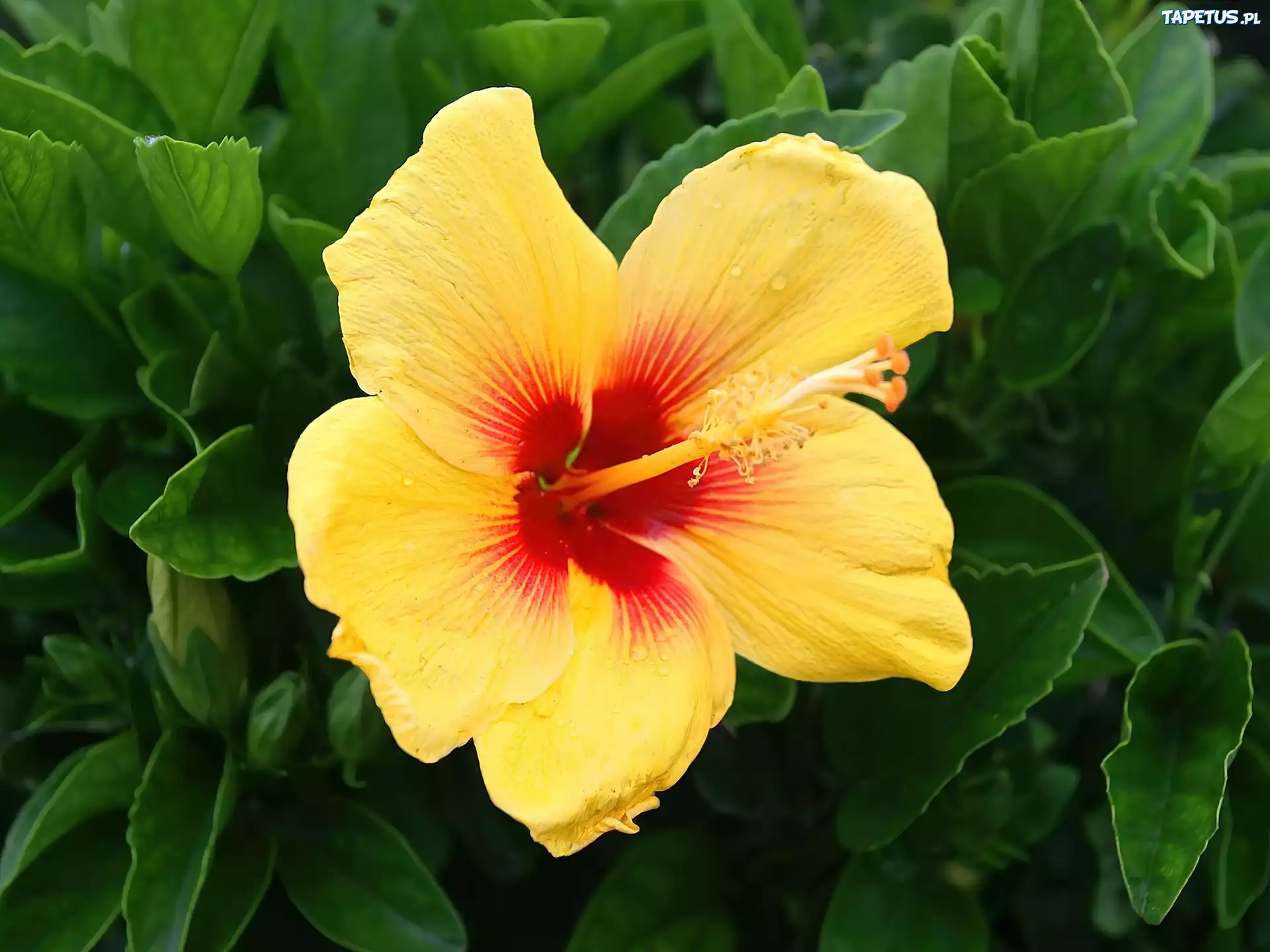 Żółty, Hibiskus