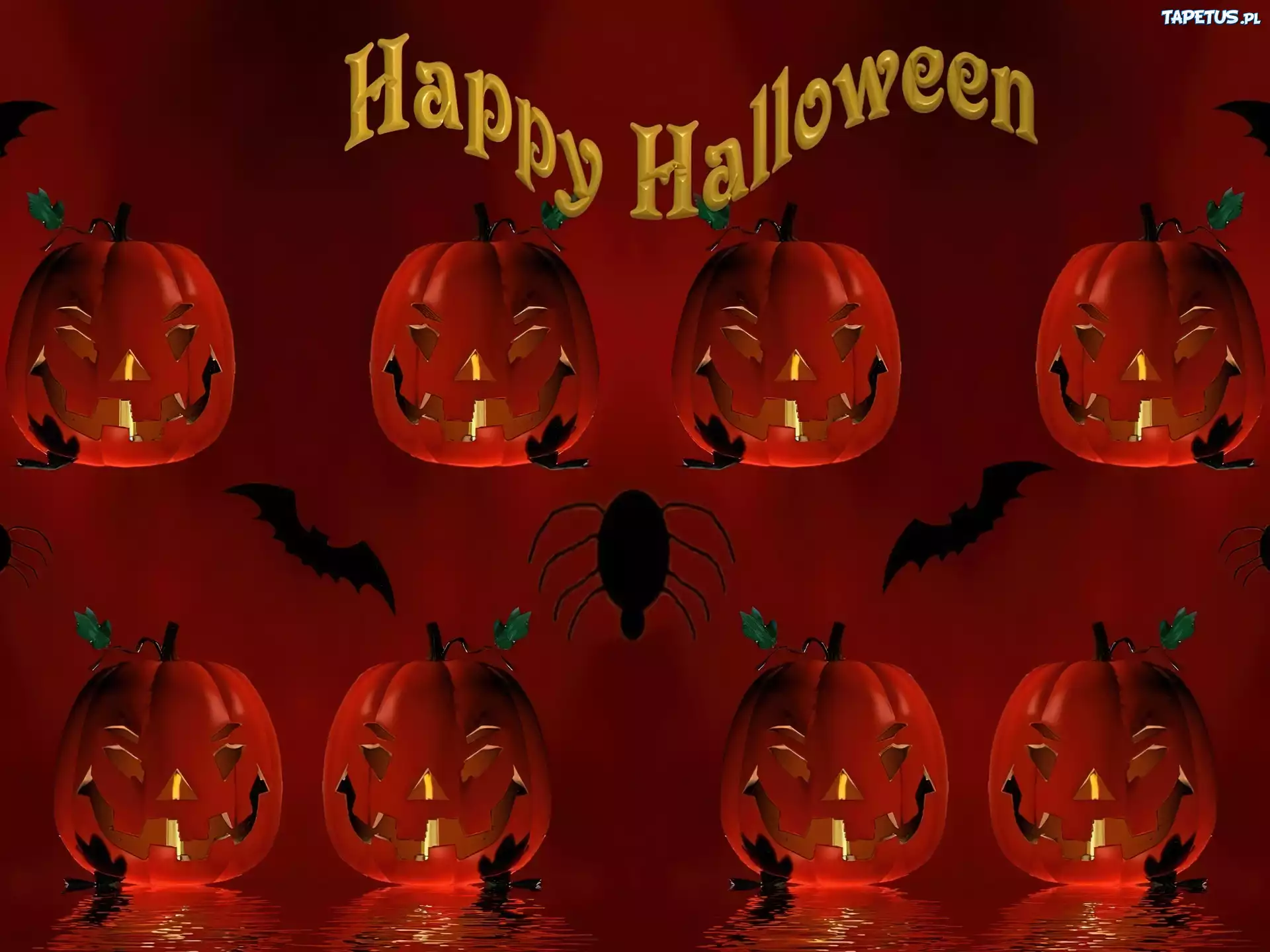 Halloween,pająk , dynie