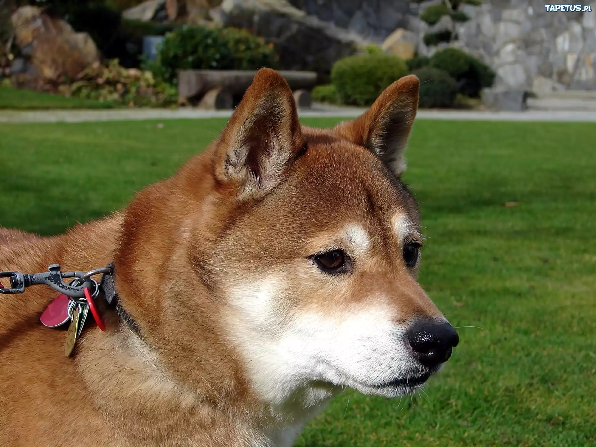 głowa, Shiba inu