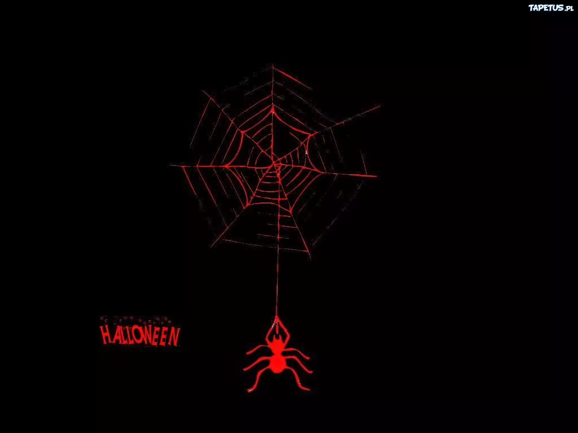 Halloween,pajęczyna , pająk