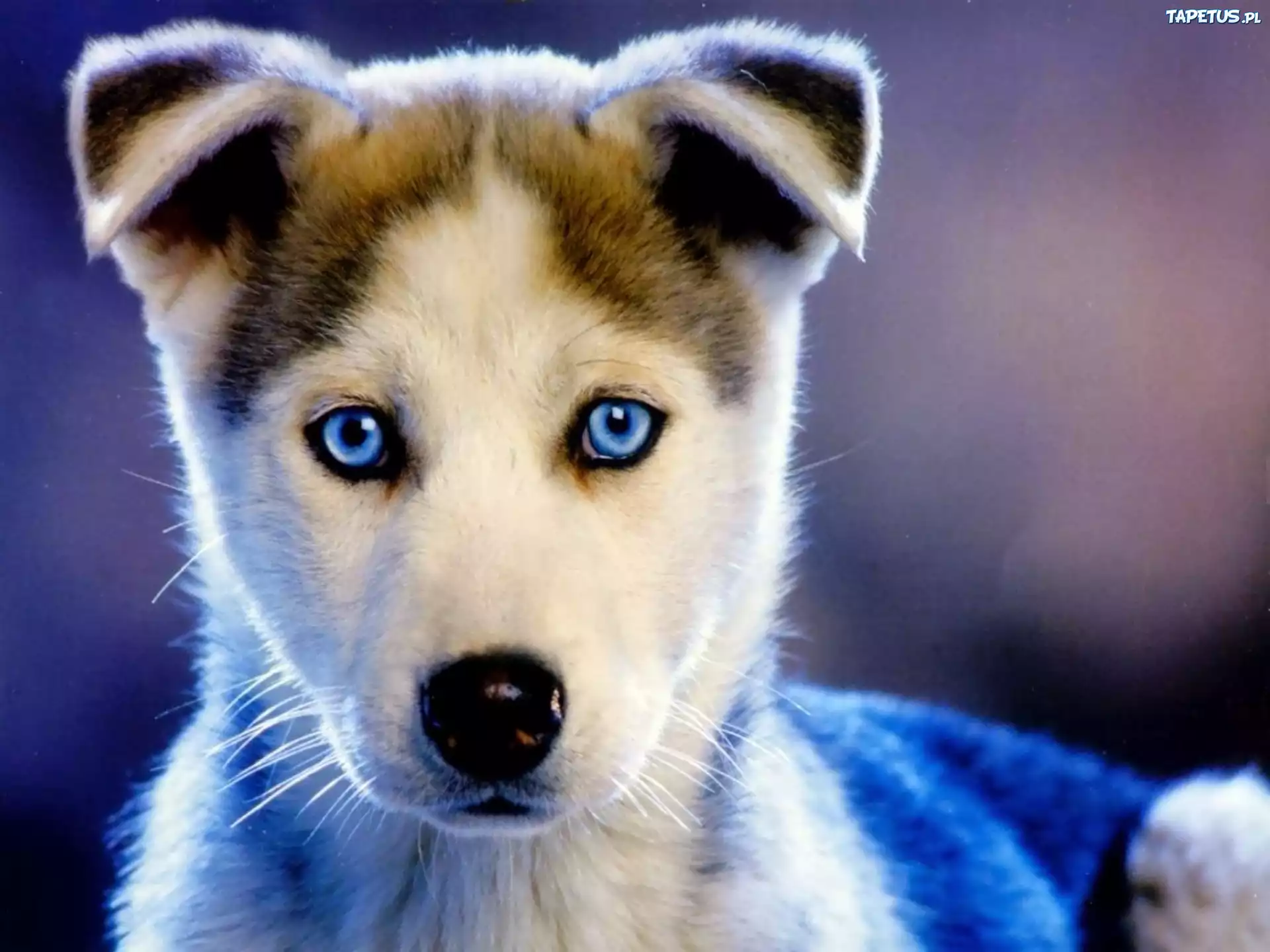 Szczeniak, Pyszczek, Oczy, Siberian Husky