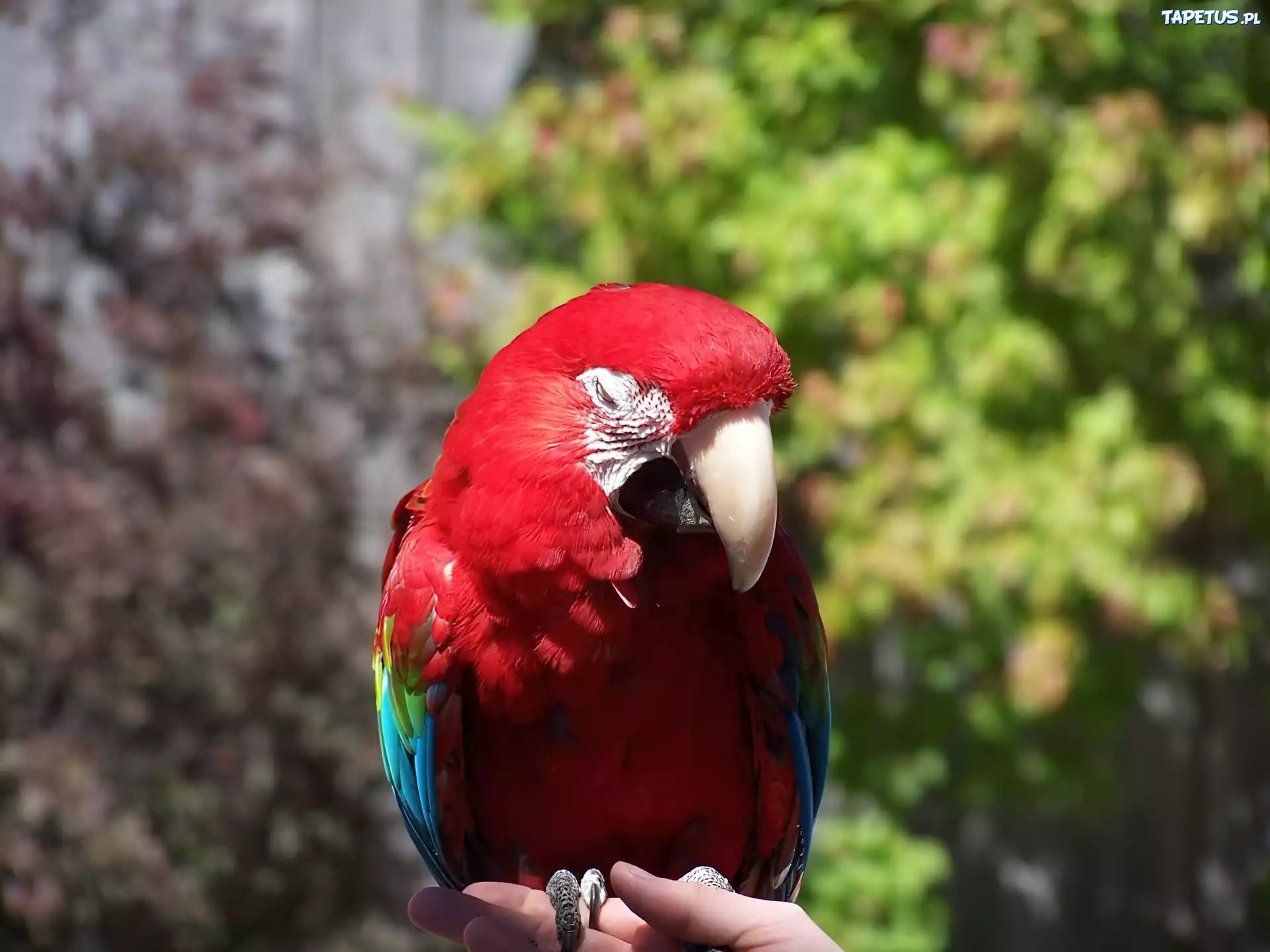 Papuga