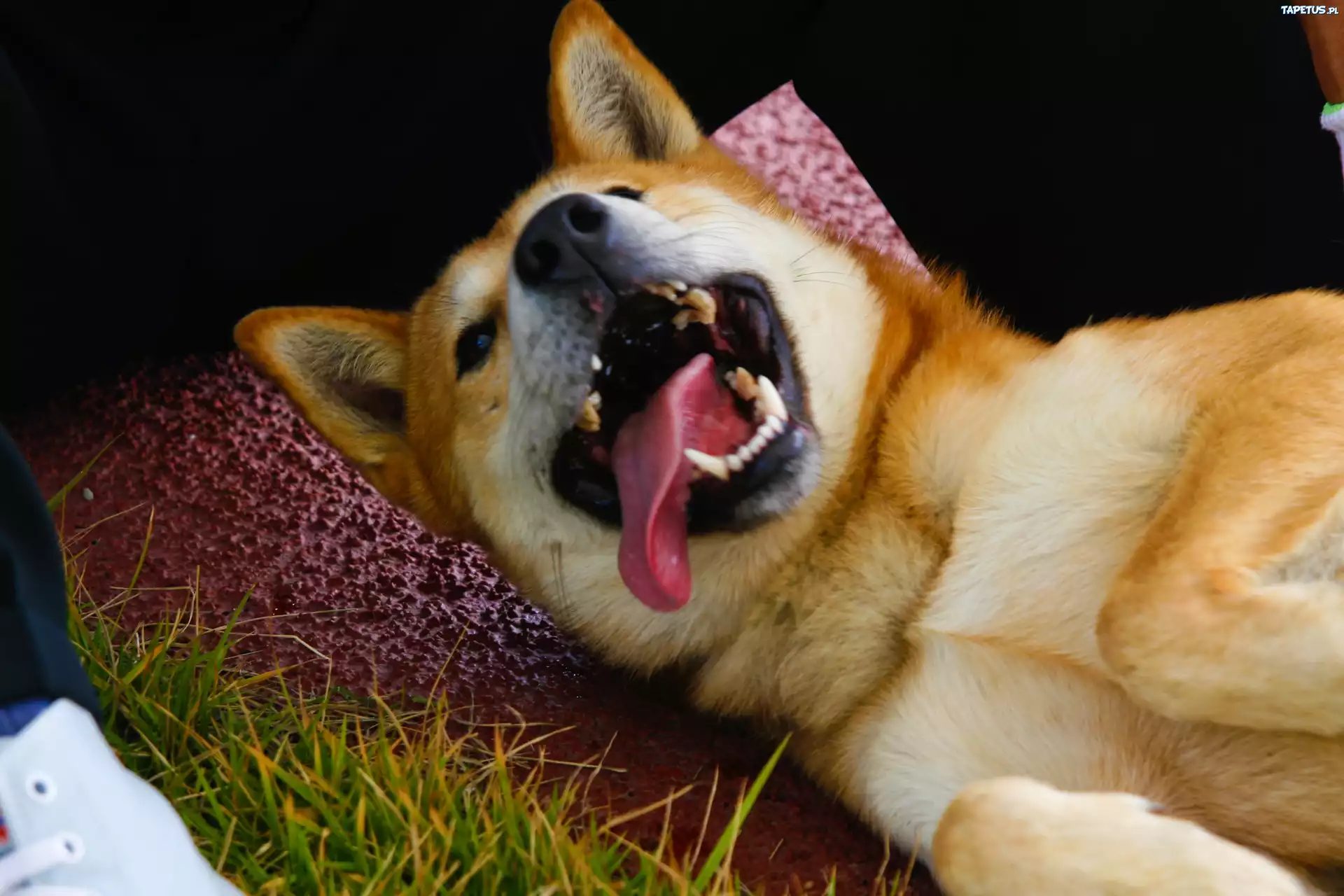 pysk, język, kły, Jindo