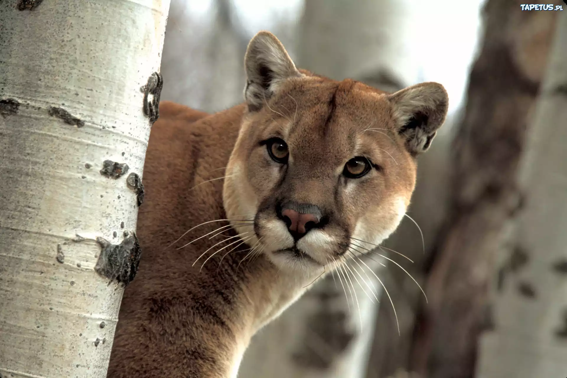 Puma, Drzewo