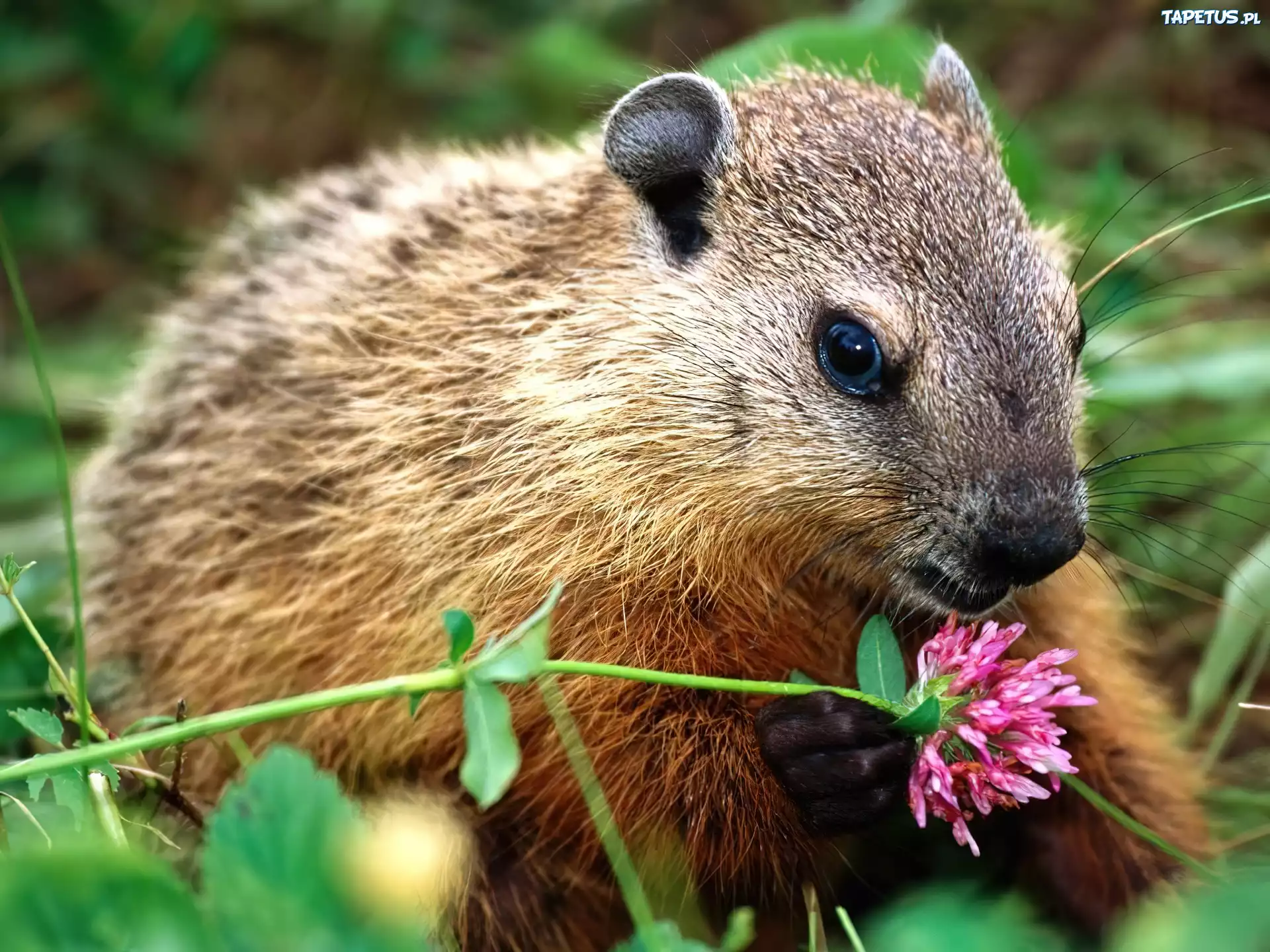 Nutria, Brązowe, Futerko, Kwiatek