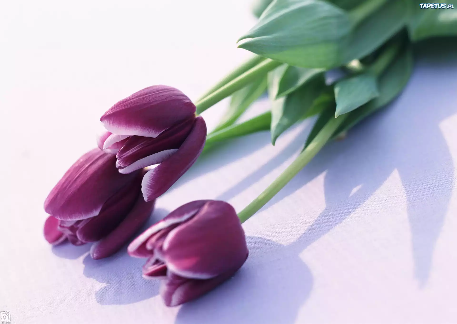 Trzy, Fioletowe, Tulipany