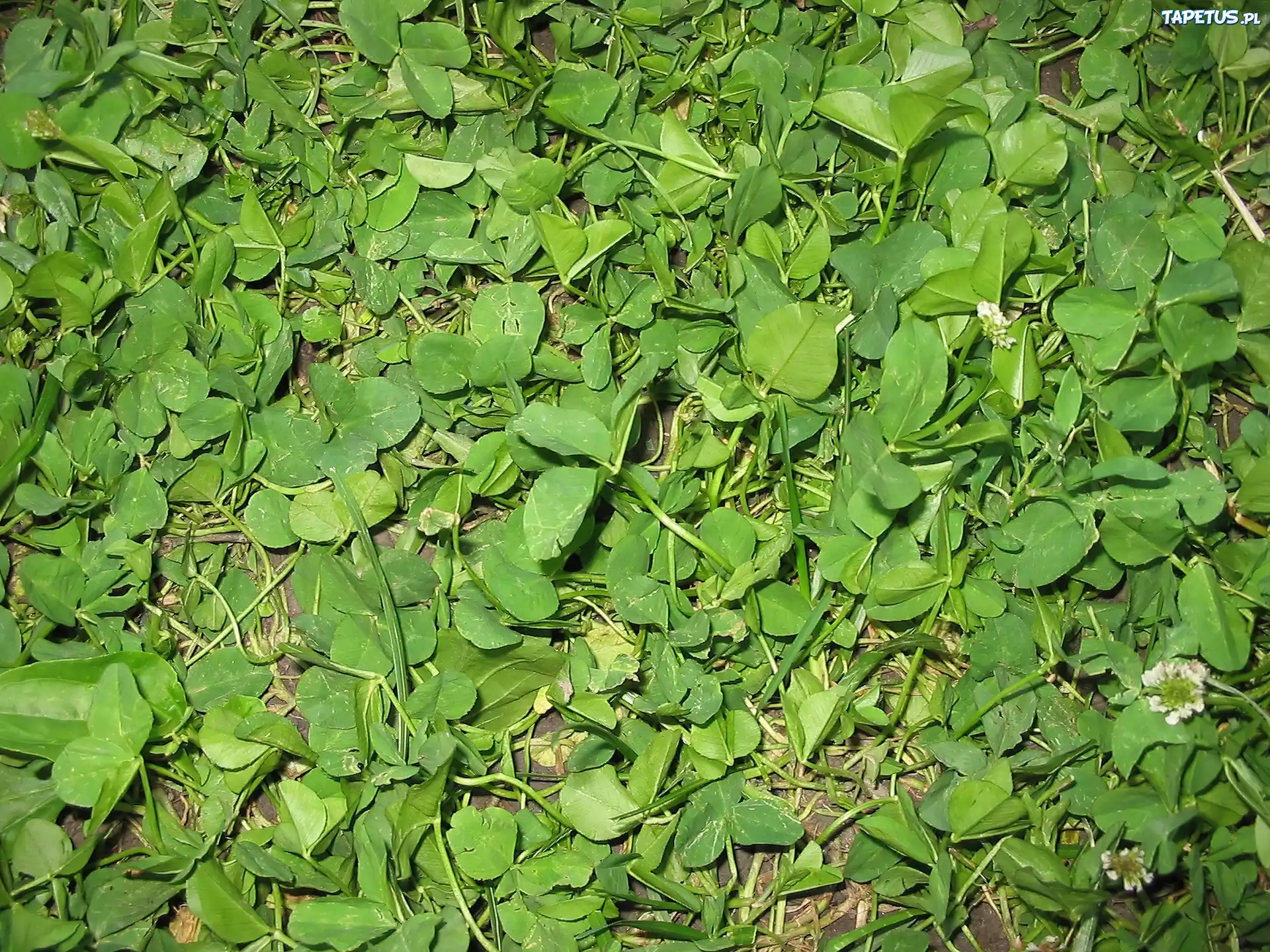 Zielone, Liście