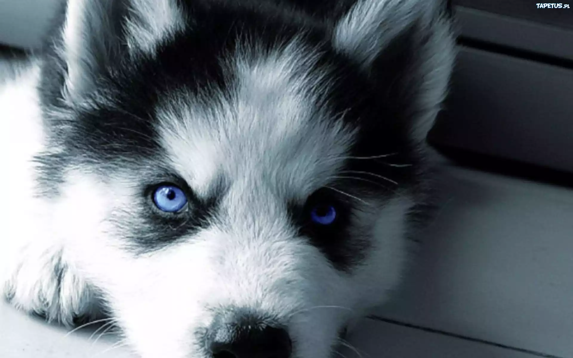 Szczeniak, Siberian Husky