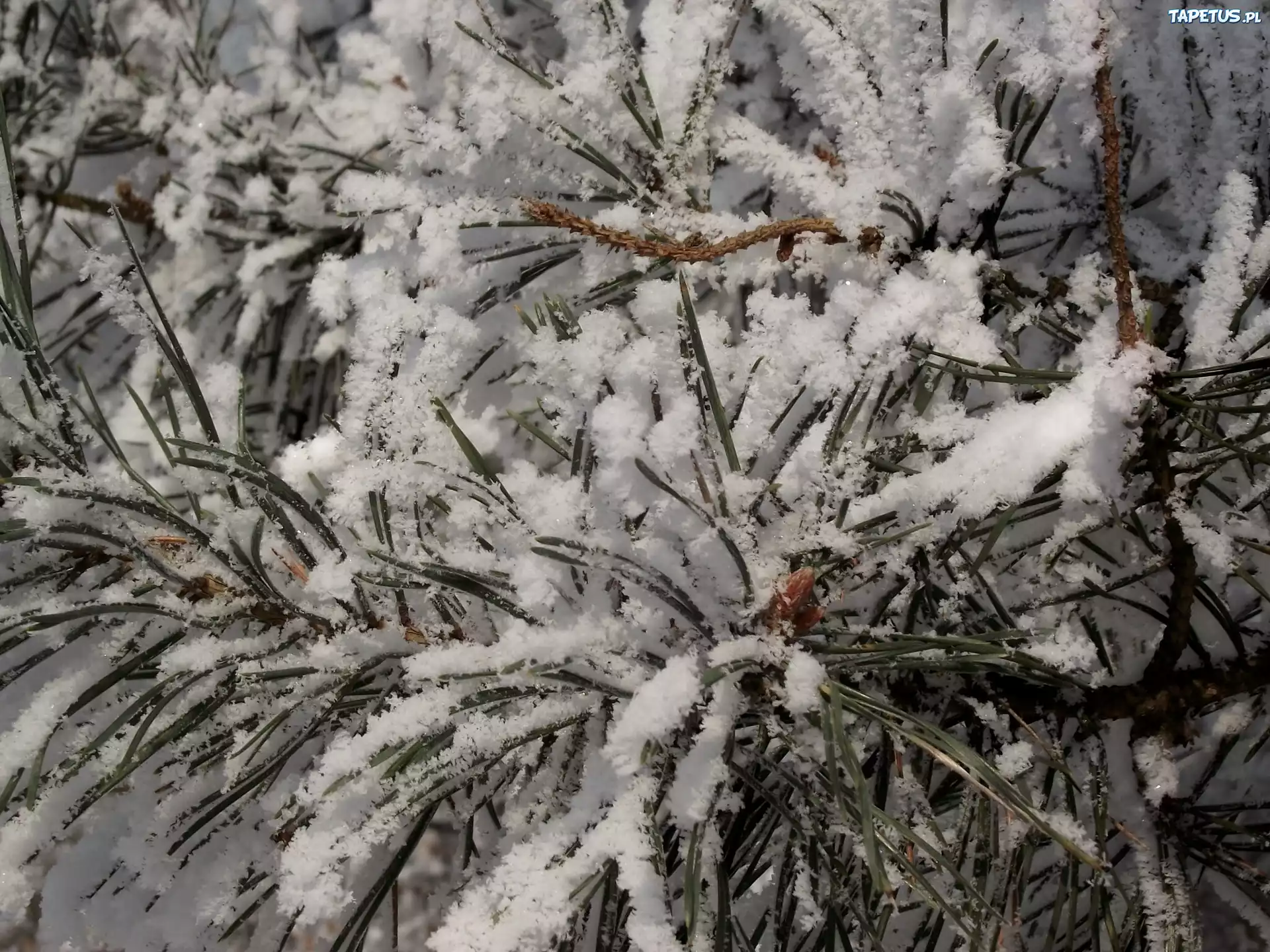 Iglak, Igły, Śnieg